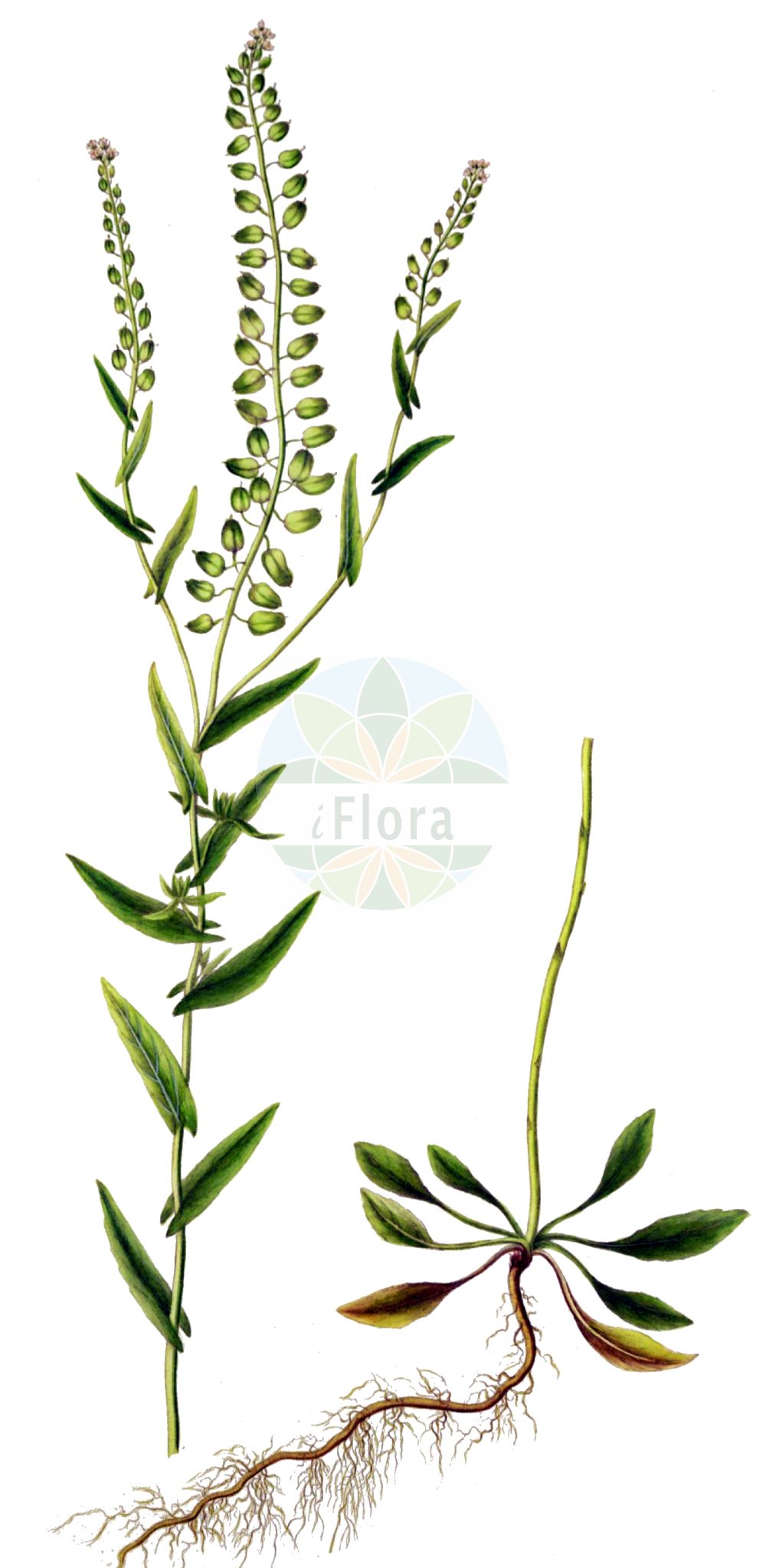 Historische Abbildung von Lepidium campestre (Feld-Kresse - Field Pepperwort). Das Bild zeigt Blatt, Bluete, Frucht und Same. ---- Historical Drawing of Lepidium campestre (Feld-Kresse - Field Pepperwort). The image is showing leaf, flower, fruit and seed.(Lepidium campestre,Feld-Kresse,Field Pepperwort,Lepidium campestre,Thlaspi campestre,Feld-Kresse,Field Pepperwort,Cow Cress,Field Cress,Pepperwort,Field Pepperweed,Lepidium,Kresse,Pepperweed,Brassicaceae,Kreuzblütler,Cabbage family,Blatt,Bluete,Frucht,Same,leaf,flower,fruit,seed,Oeder (1761-1883))