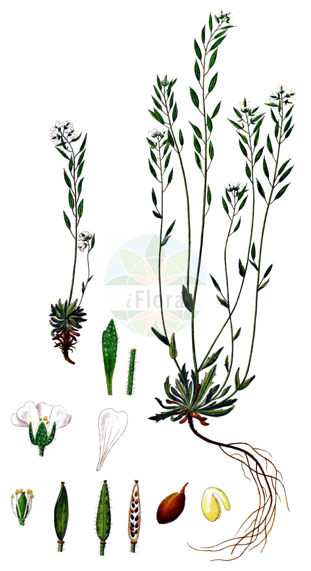 Historische Abbildung von Draba norvegica (Rock Whitlowgrass). Das Bild zeigt Blatt, Bluete, Frucht und Same. ---- Historical Drawing of Draba norvegica (Rock Whitlowgrass). The image is showing leaf, flower, fruit and seed.(Draba norvegica,Rock Whitlowgrass,Draba norvegica,Draba norvegica Gunnerus var.,Draba rupestris,Draba,Felsenblümchen,Whitlowgrass,Brassicaceae,Kreuzblütler,Cabbage family,Blatt,Bluete,Frucht,Same,leaf,flower,fruit,seed,Oeder (1761-1883))