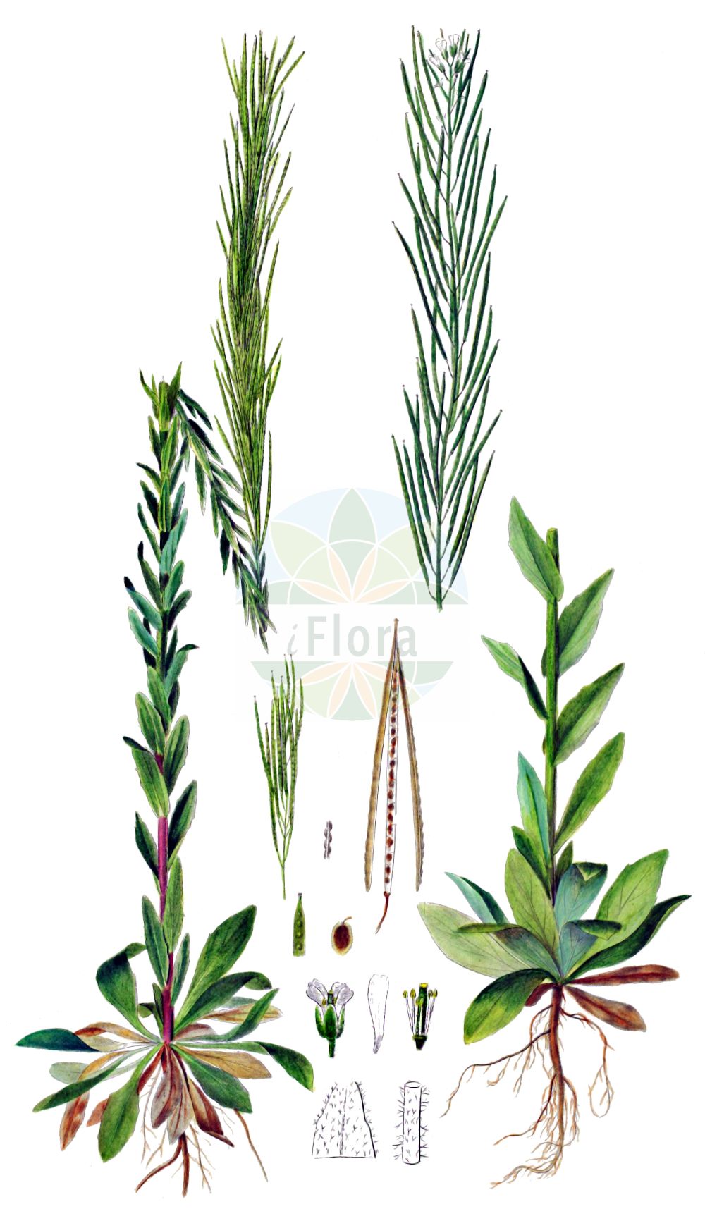 Historische Abbildung von Arabis planisiliqua (Flachschotige Gänsekresse). Das Bild zeigt Blatt, Bluete, Frucht und Same. ---- Historical Drawing of Arabis planisiliqua (Flachschotige Gänsekresse). The image is showing leaf, flower, fruit and seed.(Arabis planisiliqua,Flachschotige Gänsekresse,Arabis gerardi,Arabis lusitanica,Arabis planisiliqua,Turritis planisiliqua,Flachschotige Gaensekresse,Arabis,Gänsekresse,Rockcress,Brassicaceae,Kreuzblütler,Cabbage family,Blatt,Bluete,Frucht,Same,leaf,flower,fruit,seed,Oeder (1761-1883))