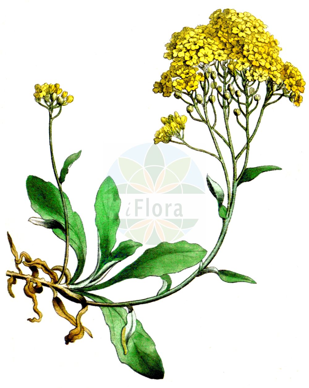 Historische Abbildung von Aurinia saxatilis (Felsen-Steinkraut - Golden Alison). Das Bild zeigt Blatt, Bluete, Frucht und Same. ---- Historical Drawing of Aurinia saxatilis (Felsen-Steinkraut - Golden Alison). The image is showing leaf, flower, fruit and seed.(Aurinia saxatilis,Felsen-Steinkraut,Golden Alison,Alyssum arduinii,Alyssum bilimekii,Alyssum ephesium,Alyssum saxatile,Aurinia saxatilis,Felsen-Steinkraut,Felsen-Steinkresse,Golden Alison,Gold Dust,Basket Of Gold,Golden Alyssum,Goldentuft,Rock Madwort,Aurinia,Steinkraut,Alison,Brassicaceae,Kreuzblütler,Cabbage family,Blatt,Bluete,Frucht,Same,leaf,flower,fruit,seed)