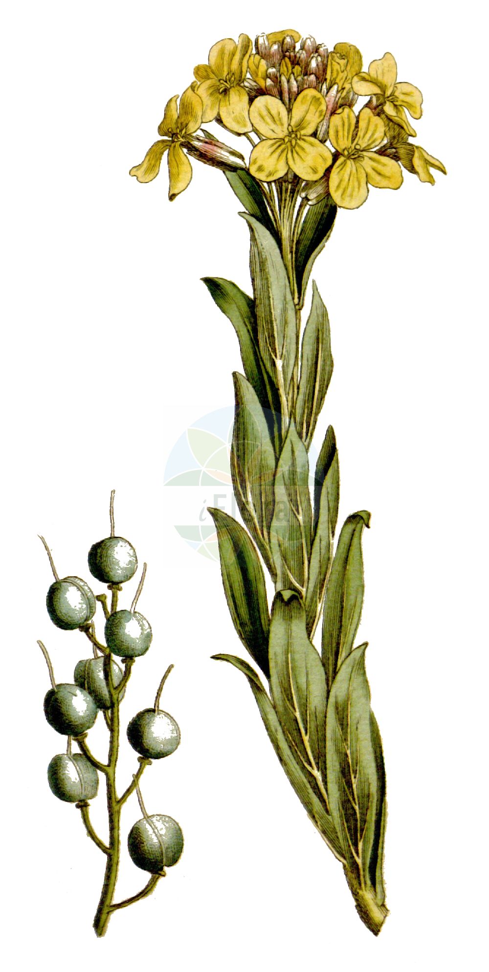 Historische Abbildung von Alyssoides utriculata. Das Bild zeigt Blatt, Bluete, Frucht und Same. ---- Historical Drawing of Alyssoides utriculata. The image is showing leaf, flower, fruit and seed.(Alyssoides utriculata,Alyssoides utriculata,Alyssoides utriculata (L.) Medik.,Alyssum oederi,Alyssum utriculatum,Cistocarpium utriculatum,Vesicaria graeca,Alyssoides,Brassicaceae,Kreuzblütler,Cabbage family,Blatt,Bluete,Frucht,Same,leaf,flower,fruit,seed)