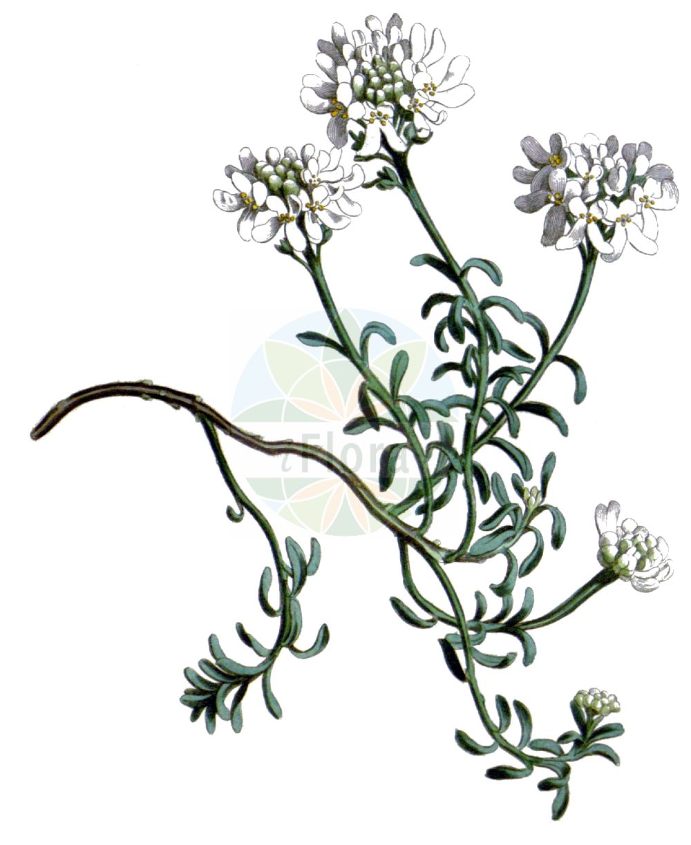Historische Abbildung von Iberis saxatilis. Das Bild zeigt Blatt, Bluete, Frucht und Same. ---- Historical Drawing of Iberis saxatilis. The image is showing leaf, flower, fruit and seed.(Iberis saxatilis,Iberis saxatilis,Iberis,Schleifenblume,Candytuft,Brassicaceae,Kreuzblütler,Cabbage family,Blatt,Bluete,Frucht,Same,leaf,flower,fruit,seed)