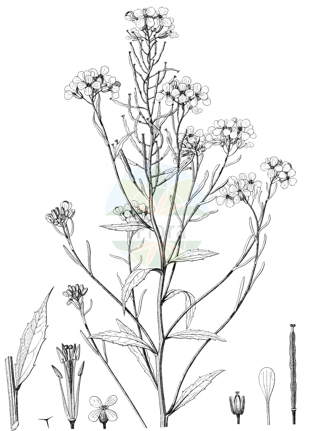 Historische Abbildung von Erysimum aureum. Das Bild zeigt Blatt, Bluete, Frucht und Same. ---- Historical Drawing of Erysimum aureum. The image is showing leaf, flower, fruit and seed.(Erysimum aureum,Erysimum aureum,Erysimum sylvaticum,Erysimum,Schöterich,Wallflower,Brassicaceae,Kreuzblütler,Cabbage family,Blatt,Bluete,Frucht,Same,leaf,flower,fruit,seed)