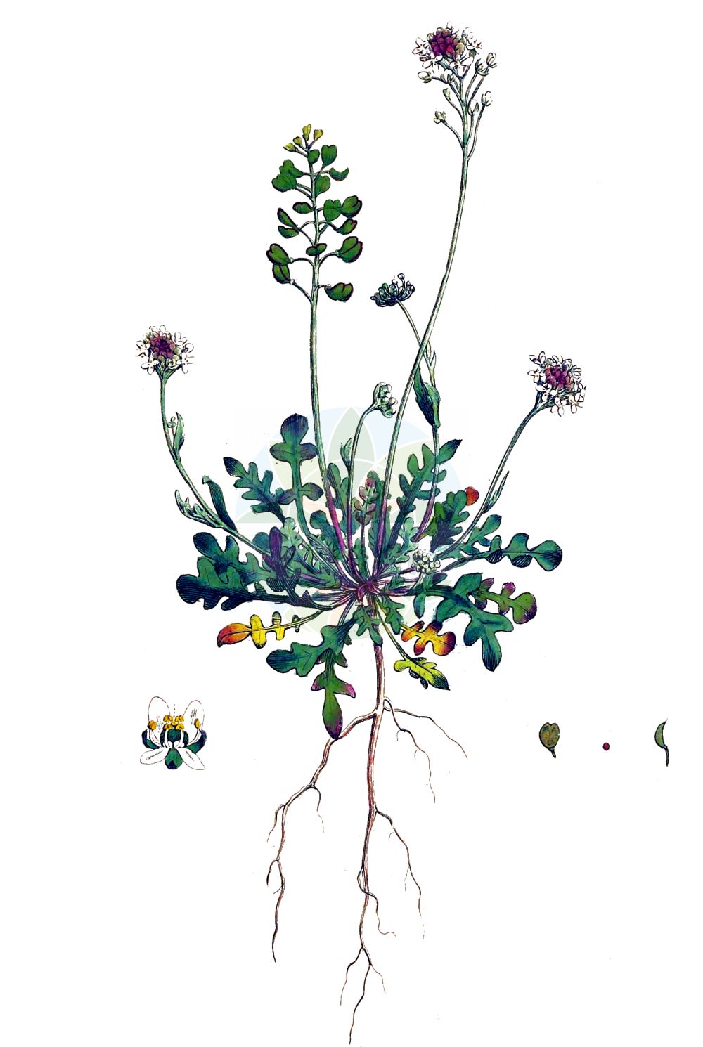 Historische Abbildung von Teesdalia nudicaulis (Nacktstängeliger Bauernsenf - Shepherd's Cress). Das Bild zeigt Blatt, Bluete, Frucht und Same. ---- Historical Drawing of Teesdalia nudicaulis (Nacktstängeliger Bauernsenf - Shepherd's Cress). The image is showing leaf, flower, fruit and seed.(Teesdalia nudicaulis,Nacktstängeliger Bauernsenf,Shepherd's Cress,Iberis nudicaulis,Teesdalia nudicaulis,Teesdalia nudicaulis (L.) R.,Nacktstaengeliger Bauernsenf,Bauernsenf,Kahler Bauernsenf,Rahle,Teesdalie,Shepherd's Cress,Barestem Teesdalia,Teesdalia,Bauernsenf,Brassicaceae,Kreuzblütler,Cabbage family,Blatt,Bluete,Frucht,Same,leaf,flower,fruit,seed,Curtis (1777-1798))