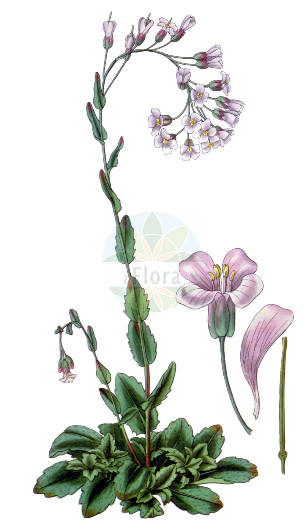 Historische Abbildung von Arabis collina (Hügel-Gänsekresse - Rosy Cress). Das Bild zeigt Blatt, Bluete, Frucht und Same. ---- Historical Drawing of Arabis collina (Hügel-Gänsekresse - Rosy Cress). The image is showing leaf, flower, fruit and seed.(Arabis collina,Hügel-Gänsekresse,Rosy Cress,Arabis collina,Arabis collina Ten. subsp.,Arabis madonia,Arabis muralis,Arabis muricola,Arabis tenella,Huegel-Gaensekresse,Rosy Cress,Arabis,Gänsekresse,Rockcress,Brassicaceae,Kreuzblütler,Cabbage family,Blatt,Bluete,Frucht,Same,leaf,flower,fruit,seed)