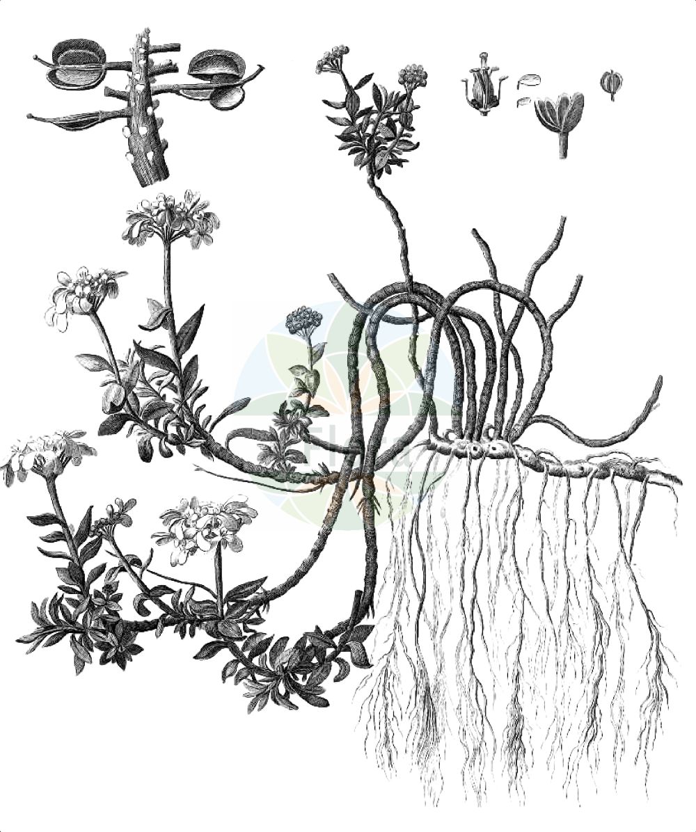 Historische Abbildung von Iberis sempervirens (Perennial Candytuft). Das Bild zeigt Blatt, Bluete, Frucht und Same. ---- Historical Drawing of Iberis sempervirens (Perennial Candytuft). The image is showing leaf, flower, fruit and seed.(Iberis sempervirens,Perennial Candytuft,Aethionema longistylum,Iberis garrexiana,Iberis sempervirens,Iberis serrulata,Iberis,Schleifenblume,Candytuft,Brassicaceae,Kreuzblütler,Cabbage family,Blatt,Bluete,Frucht,Same,leaf,flower,fruit,seed,Scopoli (1786-1788))