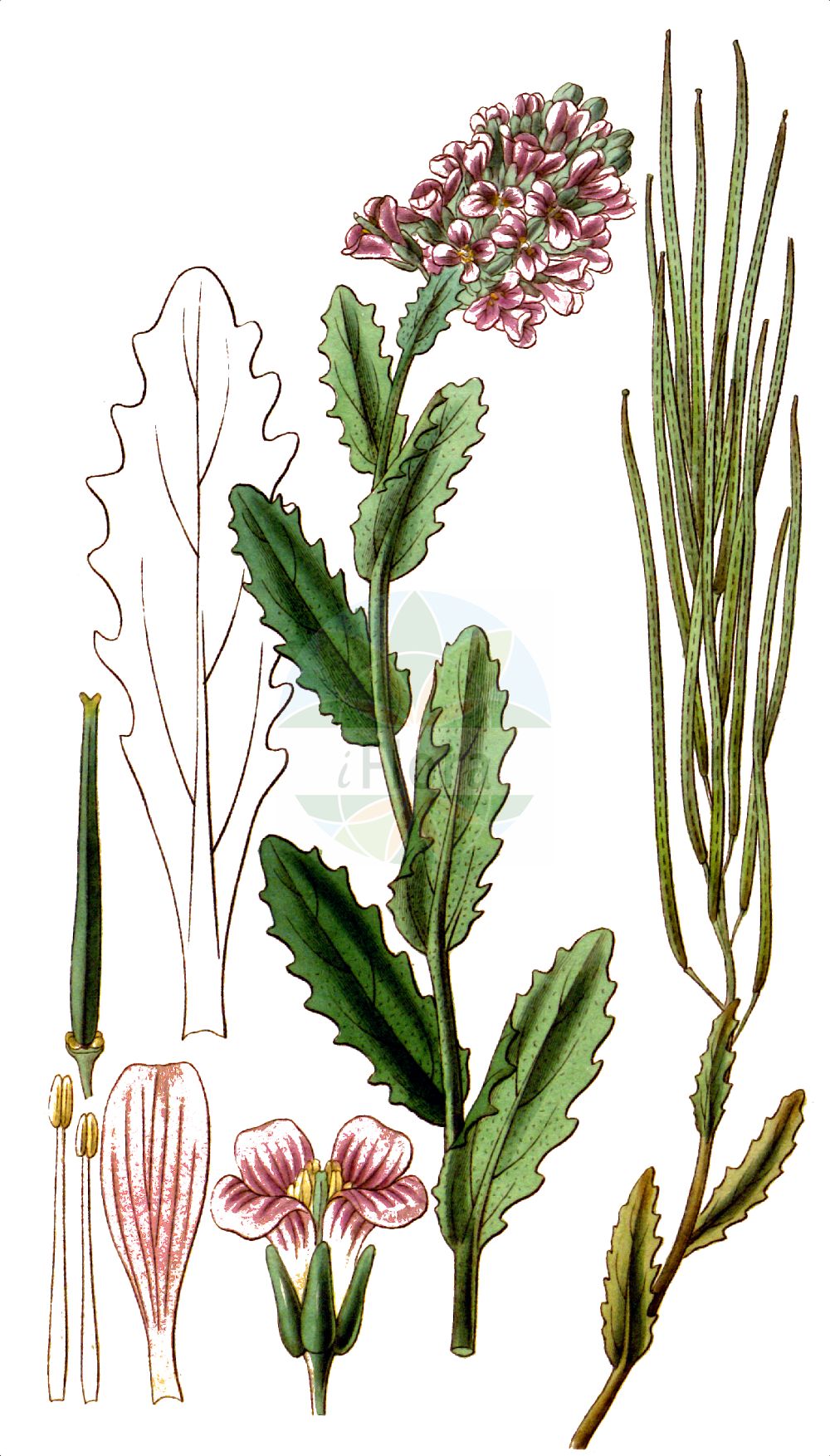 Historische Abbildung von Arabis collina (Hügel-Gänsekresse - Rosy Cress). Das Bild zeigt Blatt, Bluete, Frucht und Same. ---- Historical Drawing of Arabis collina (Hügel-Gänsekresse - Rosy Cress). The image is showing leaf, flower, fruit and seed.(Arabis collina,Hügel-Gänsekresse,Rosy Cress,Arabis collina,Arabis collina Ten. subsp.,Arabis madonia,Arabis muralis,Arabis muricola,Arabis tenella,Huegel-Gaensekresse,Rosy Cress,Arabis,Gänsekresse,Rockcress,Brassicaceae,Kreuzblütler,Cabbage family,Blatt,Bluete,Frucht,Same,leaf,flower,fruit,seed,Curtis Botanical Magazine (1787f))