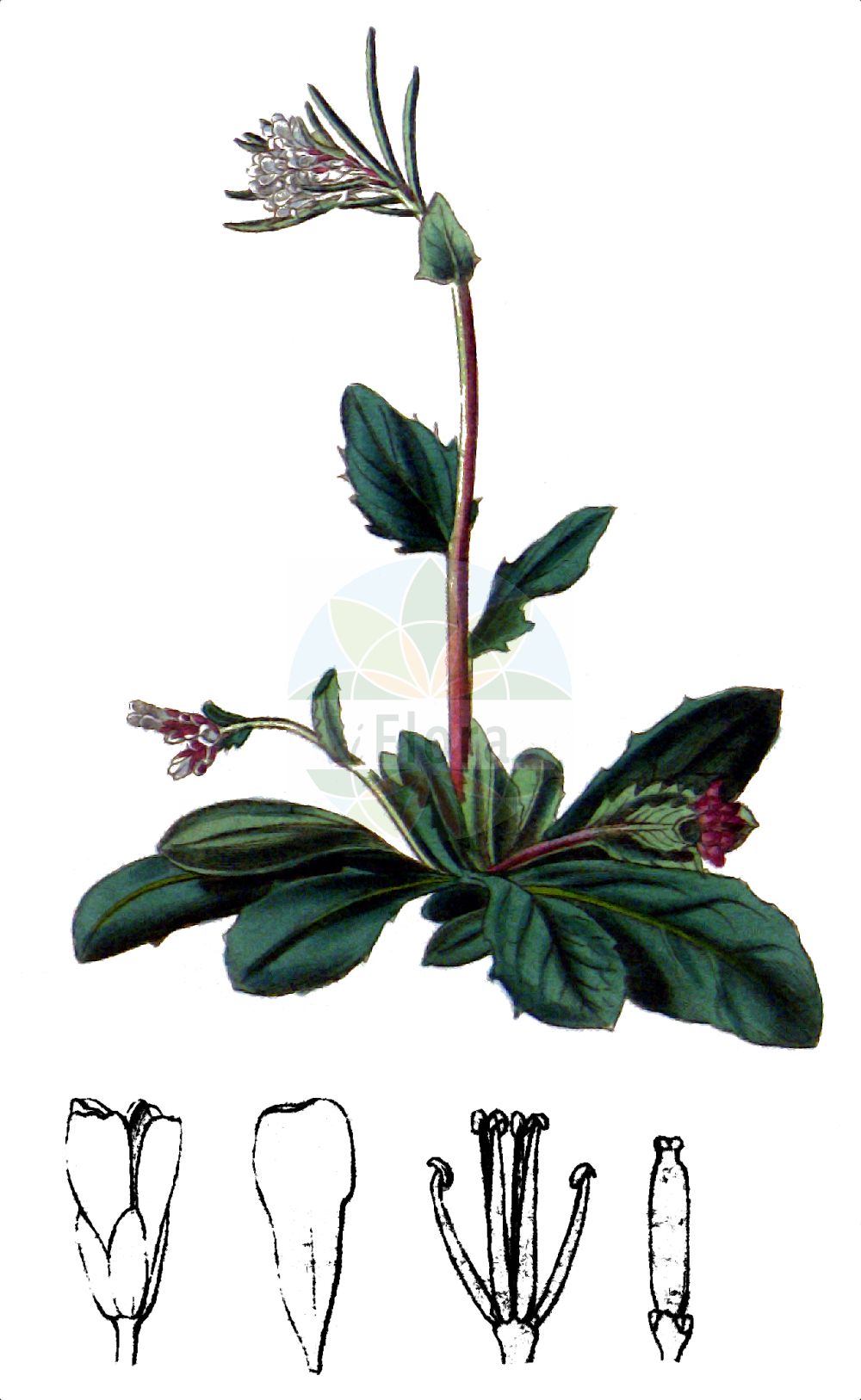 Historische Abbildung von Arabis sudetica. Das Bild zeigt Blatt, Bluete, Frucht und Same. ---- Historical Drawing of Arabis sudetica. The image is showing leaf, flower, fruit and seed.(Arabis sudetica,Arabis abietina,Arabis bosniaca,Arabis constricta,Arabis sudetica,Arabis,Gänsekresse,Rockcress,Brassicaceae,Kreuzblütler,Cabbage family,Blatt,Bluete,Frucht,Same,leaf,flower,fruit,seed,Curtis Botanical Magazine (1787f))