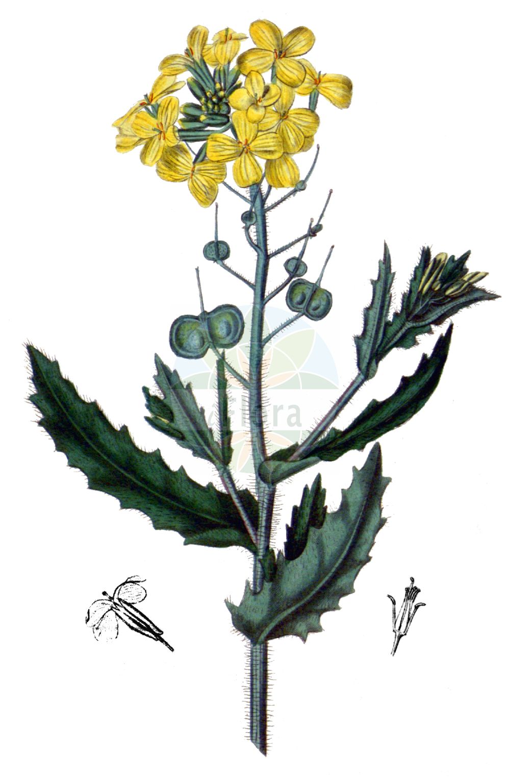 Historische Abbildung von Biscutella cichoriifolia. Das Bild zeigt Blatt, Bluete, Frucht und Same. ---- Historical Drawing of Biscutella cichoriifolia. The image is showing leaf, flower, fruit and seed.(Biscutella cichoriifolia,Biscutella cichoriifolia,Biscutella dilatata,Biscutella hispida,Iondraba cichoriifolia,Jondraba cichoriifolia,Biscutella,Brillenschötchen,Buckler Mustard,Brassicaceae,Kreuzblütler,Cabbage family,Blatt,Bluete,Frucht,Same,leaf,flower,fruit,seed,Curtis Botanical Magazine (1787f))