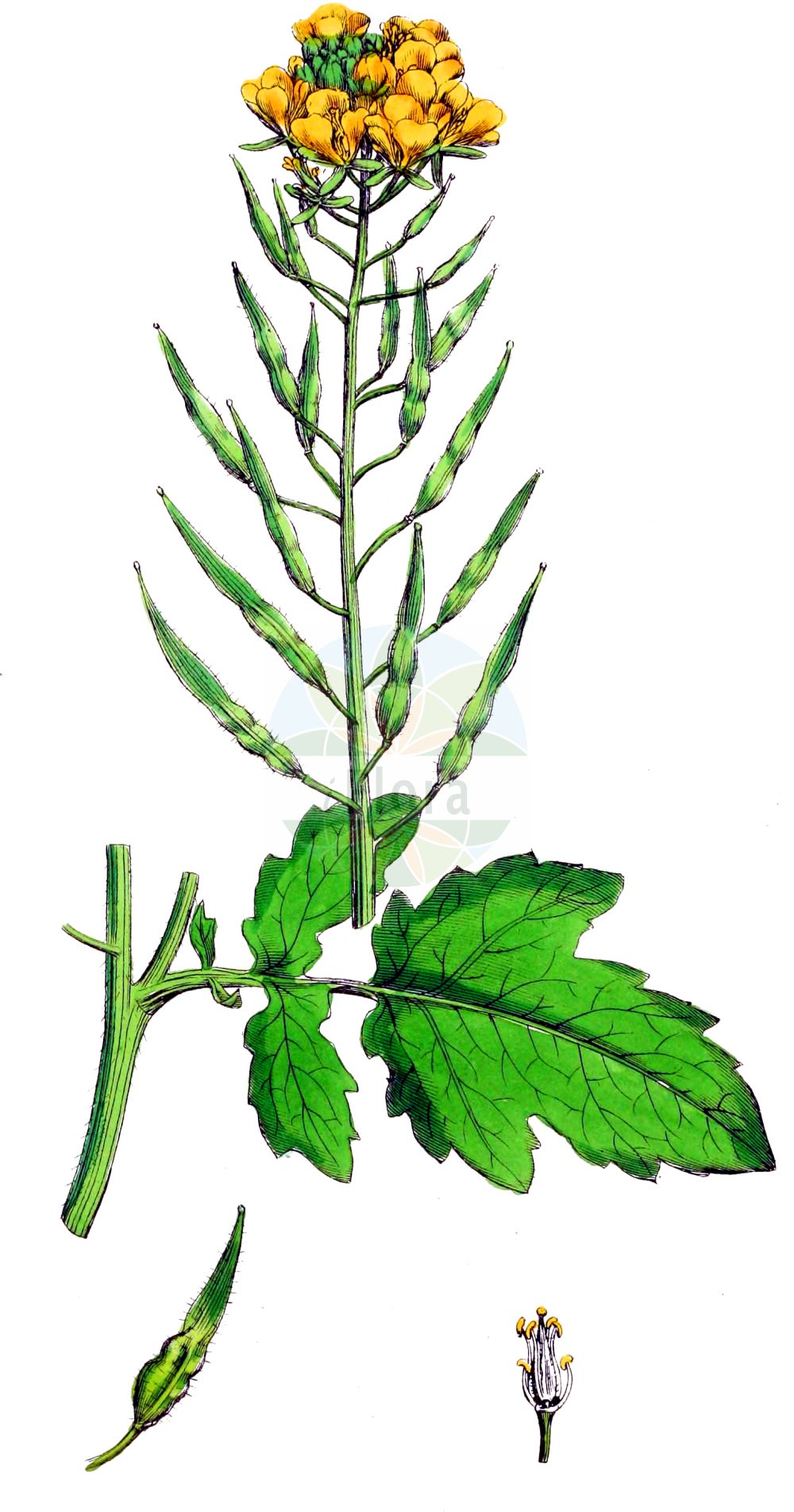 Historische Abbildung von Sinapis alba (Gelber Senf - White Mustard). Das Bild zeigt Blatt, Bluete, Frucht und Same. ---- Historical Drawing of Sinapis alba (Gelber Senf - White Mustard). The image is showing leaf, flower, fruit and seed.(Sinapis alba,Gelber Senf,White Mustard,Leucosinapis alba,Sinapis alba var.,Sinapis alba,Gelber Senf,Weisser Senf,White Mustard,Sinapis,Senf,Mustard,Brassicaceae,Kreuzblütler,Cabbage family,Blatt,Bluete,Frucht,Same,leaf,flower,fruit,seed,Sowerby (1790-1813))