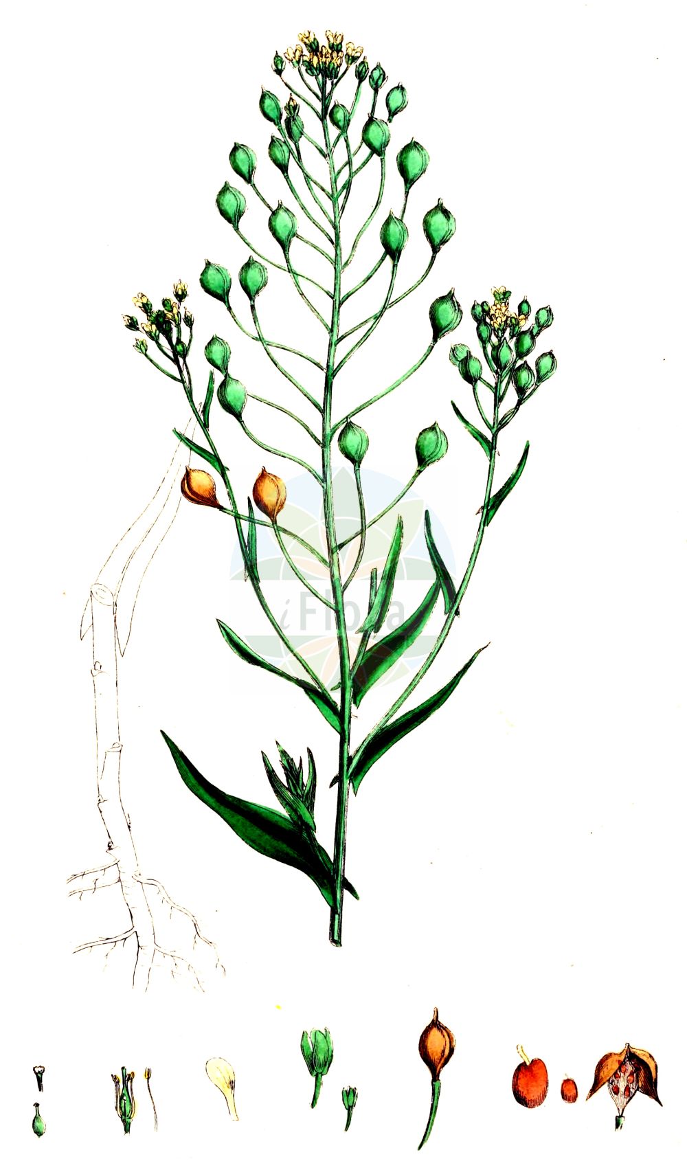 Historische Abbildung von Camelina sativa (Saat-Leindotter - Gold-of-Pleasure). Das Bild zeigt Blatt, Bluete, Frucht und Same. ---- Historical Drawing of Camelina sativa (Saat-Leindotter - Gold-of-Pleasure). The image is showing leaf, flower, fruit and seed.(Camelina sativa,Saat-Leindotter,Gold-of-Pleasure,Camelina caucasica,Camelina glabrata,Camelina sativa,Camelina sativa (L.) Crantz,Myagrum sativum,Saat-Leindotter,Saat-Leindotter,Gold-of-Pleasure,Large-seed False Flax,Camelina,Leindotter,False Flax,Brassicaceae,Kreuzblütler,Cabbage family,Blatt,Bluete,Frucht,Same,leaf,flower,fruit,seed,Sowerby (1790-1813))