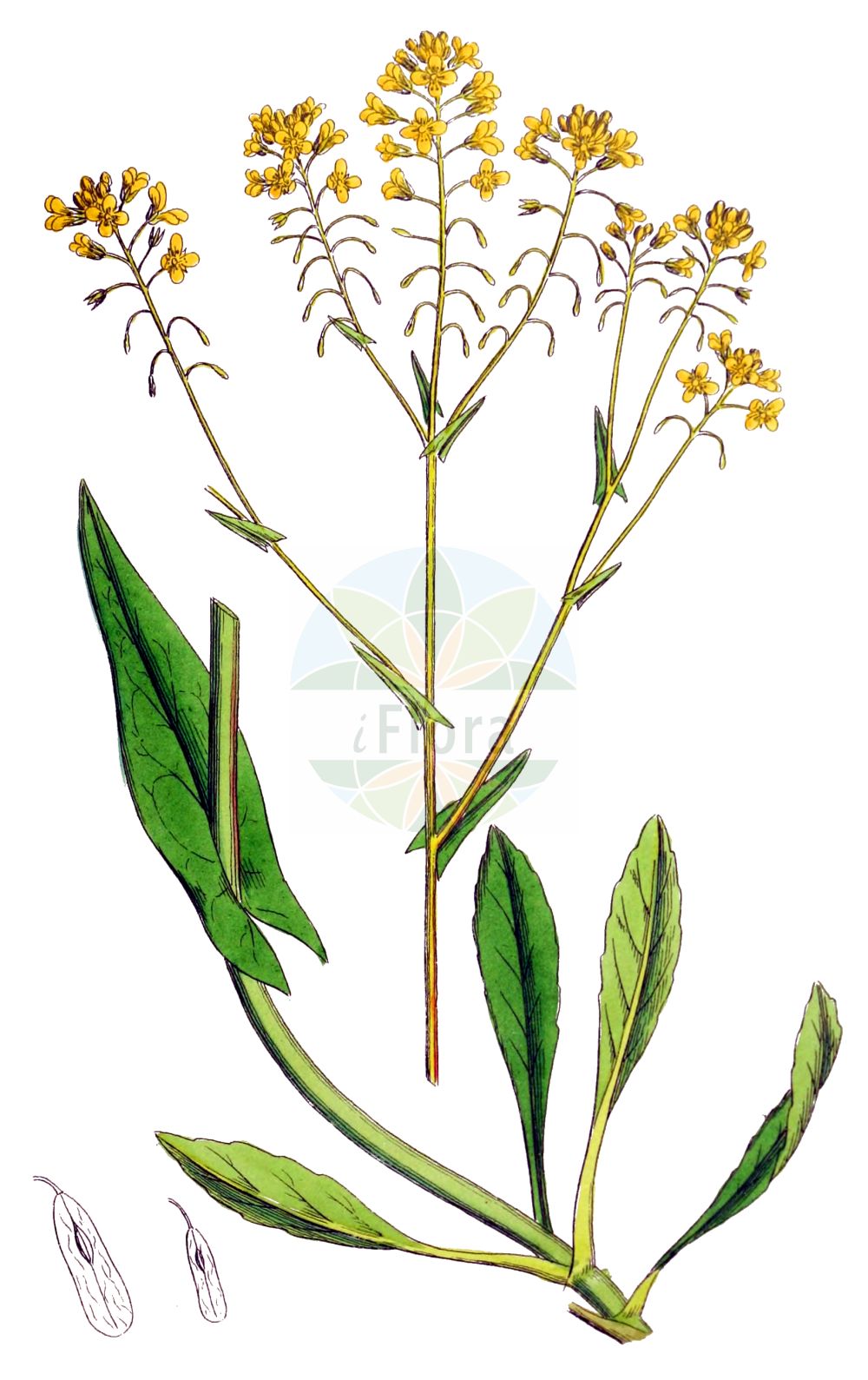 Historische Abbildung von Isatis tinctoria (Färber-Waid - Woad). Das Bild zeigt Blatt, Bluete, Frucht und Same. ---- Historical Drawing of Isatis tinctoria (Färber-Waid - Woad). The image is showing leaf, flower, fruit and seed.(Isatis tinctoria,Färber-Waid,Woad,Isatis alpina,Isatis campestris,Isatis canescens,Isatis maeotica,Isatis taurica,Isatis tinctoria,Isatis villarsii,Faerber-Waid,Woad,Dyer's Woad,Wade,Isatis,Waid,Woad,Brassicaceae,Kreuzblütler,Cabbage family,Blatt,Bluete,Frucht,Same,leaf,flower,fruit,seed,Sowerby (1790-1813))