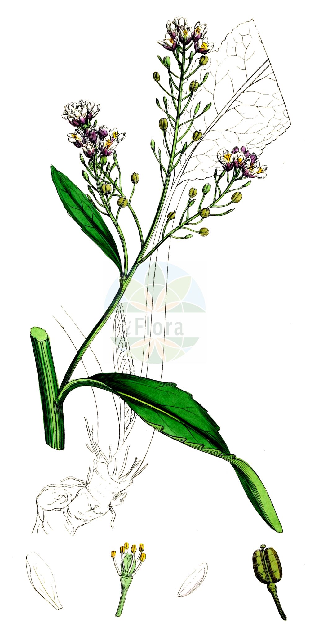 Historische Abbildung von Armoracia rusticana (Meerrettich - Horse-radish). Das Bild zeigt Blatt, Bluete, Frucht und Same. ---- Historical Drawing of Armoracia rusticana (Meerrettich - Horse-radish). The image is showing leaf, flower, fruit and seed.(Armoracia rusticana,Meerrettich,Horse-radish,Armoracia lapathifolia,Armoracia rusticana,Armoracia sativa,Cochlearia armoracia,Nasturtium armoracia,Rorippa armoracia,Rorippa rusticana,Meerrettich,Kren,Horse-radish,Armoracia,Meerrettich,Horseradish,Brassicaceae,Kreuzblütler,Cabbage family,Blatt,Bluete,Frucht,Same,leaf,flower,fruit,seed,Sowerby (1790-1813))