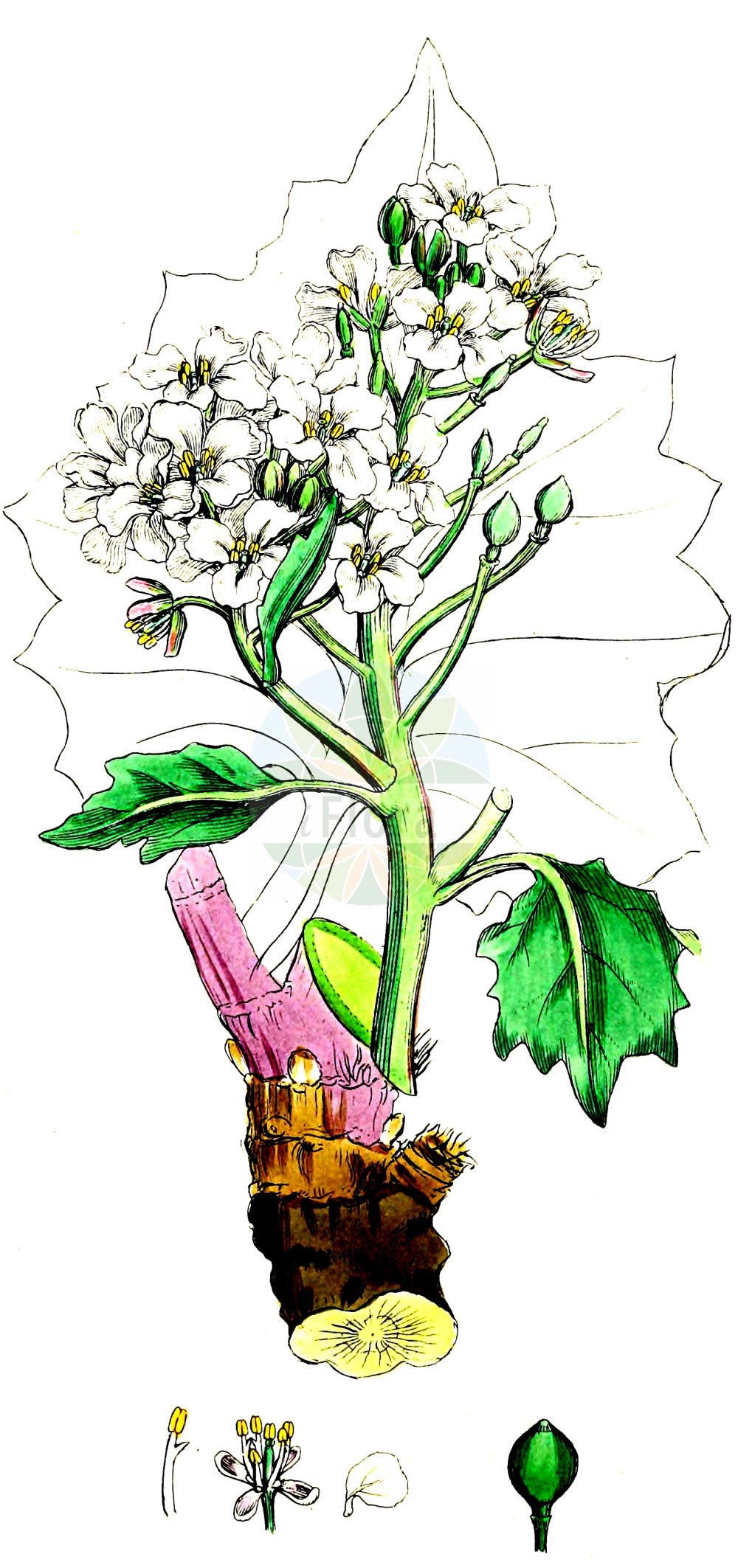 Historische Abbildung von Crambe maritima (Echter Meerkohl - Sea-kale). Das Bild zeigt Blatt, Bluete, Frucht und Same. ---- Historical Drawing of Crambe maritima (Echter Meerkohl - Sea-kale). The image is showing leaf, flower, fruit and seed.(Crambe maritima,Echter Meerkohl,Sea-kale,Crambe maritima,Crambe pontica,Echter Meerkohl,Sea-kale,Crambe,Meerkohl,Sea-kale,Brassicaceae,Kreuzblütler,Cabbage family,Blatt,Bluete,Frucht,Same,leaf,flower,fruit,seed,Sowerby (1790-1813))