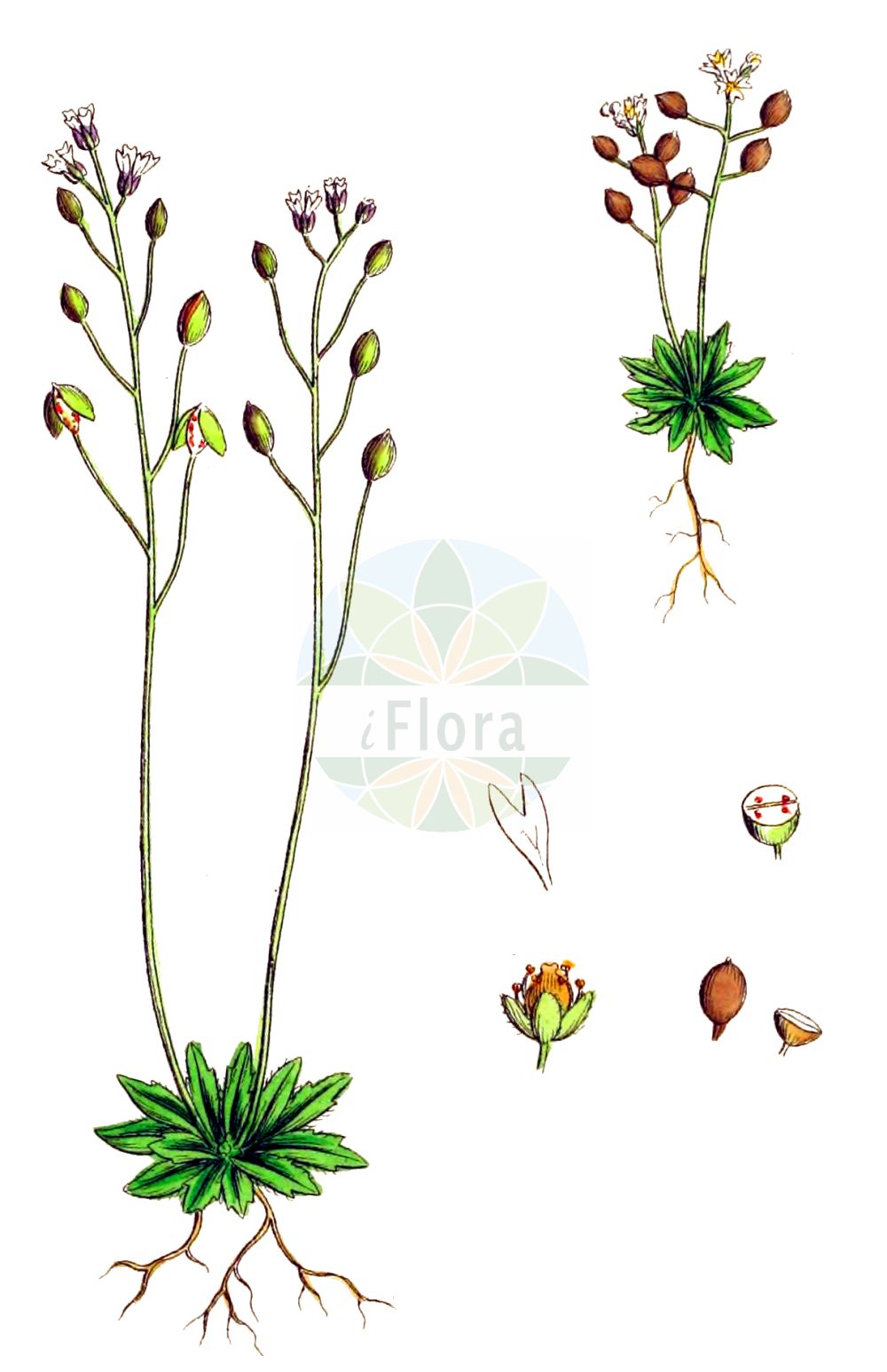 Historische Abbildung von Erophila verna (Frühlings-Hungerblümchen - Common Whitlowgrass). Das Bild zeigt Blatt, Bluete, Frucht und Same. ---- Historical Drawing of Erophila verna (Frühlings-Hungerblümchen - Common Whitlowgrass). The image is showing leaf, flower, fruit and seed.(Erophila verna,Frühlings-Hungerblümchen,Common Whitlowgrass,Draba verna,Draba verna L. subsp.,Erophila brevifolia,Erophila claviformis,Erophila corsica,Erophila curtipes,Erophila decipiens,Erophila duplex,Erophila glabrescens,Erophila hirtella,Erophila lepida,Erophila muricola,Erophila oblongata,Erophila ozanonii,Erophila quadruplex,Erophila revelierei,Erophila setulosa,Erophila simplex,Erophila subnitens,Erophila subrotunda,Erophila verna,Erophila vulgaris,Fruehlings-Hungerbluemchen,Common Whitlowgrass,Vernal Whitlow Grass,Early Whitlowgrass,Glabrous Whitlowgrass,Hairy Whitlowgrass,Round-podded Whitlowgrass,Spring Draba,Spring Whitlowgrass,Whitlowwort,Erophila,Hungerblümchen,Withlowgrass,Brassicaceae,Kreuzblütler,Cabbage family,Blatt,Bluete,Frucht,Same,leaf,flower,fruit,seed,Sowerby (1790-1813))