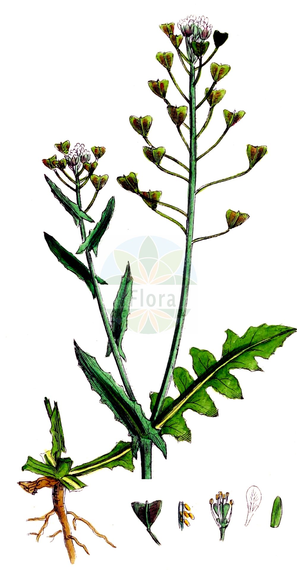 Historische Abbildung von Capsella bursa-pastoris (Gewöhnliches Hirtentäschel - Shepherd's-purse). Das Bild zeigt Blatt, Bluete, Frucht und Same. ---- Historical Drawing of Capsella bursa-pastoris (Gewöhnliches Hirtentäschel - Shepherd's-purse). The image is showing leaf, flower, fruit and seed.(Capsella bursa-pastoris,Gewöhnliches Hirtentäschel,Shepherd's-purse,Bursa djurdjurae,Bursa fracticruris,Bursa nana,Bursa occidentalis,Bursa pastoris,Capsella apetala,Capsella batavorum,Capsella bursa-pastoris,Capsella concava,Capsella heegeri,Capsella mediterranea,Capsella patagonica,Capsella ruderalis,Capsella stenocarpa,Capsella treviorum,Capsella turoniensis,Solmsiella heegeri,Thlaspi bursa-pastoris,Gewoehnliches Hirtentaeschel,Bauernsenf,Herzelkraut,Saeckelkraut,Taeschelkraut,Shepherd's-purse,Capsella,Hirtentäschel,Shepherd's-purse,Brassicaceae,Kreuzblütler,Cabbage family,Blatt,Bluete,Frucht,Same,leaf,flower,fruit,seed,Sowerby (1790-1813))