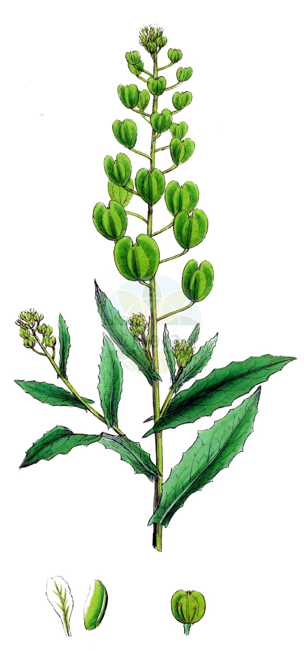 Historische Abbildung von Thlaspi arvense (Acker-Hellerkraut - Field Penny-cress). Das Bild zeigt Blatt, Bluete, Frucht und Same. ---- Historical Drawing of Thlaspi arvense (Acker-Hellerkraut - Field Penny-cress). The image is showing leaf, flower, fruit and seed.(Thlaspi arvense,Acker-Hellerkraut,Field Penny-cress,Thlaspi arvense,Thlaspi arvense L. subsp.,Acker-Hellerkraut,Field Penny-cress,Fanweed,French Weed,Thlaspi,Hellerkraut,Pennycress,Brassicaceae,Kreuzblütler,Cabbage family,Blatt,Bluete,Frucht,Same,leaf,flower,fruit,seed,Sowerby (1790-1813))