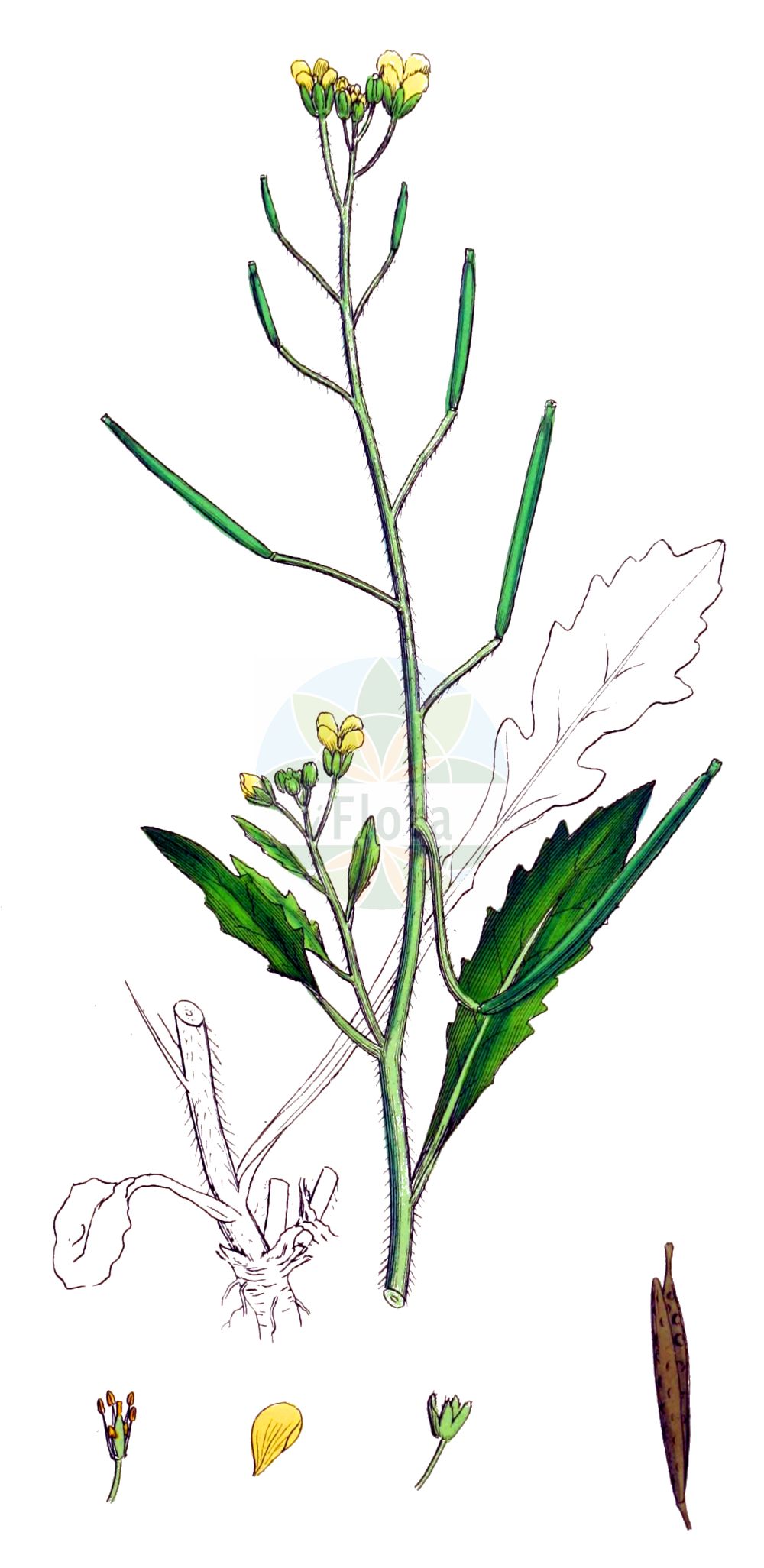 Historische Abbildung von Diplotaxis muralis (Mauer-Doppelsame - Annual Wall-rocket). Das Bild zeigt Blatt, Bluete, Frucht und Same. ---- Historical Drawing of Diplotaxis muralis (Mauer-Doppelsame - Annual Wall-rocket). The image is showing leaf, flower, fruit and seed.(Diplotaxis muralis,Mauer-Doppelsame,Annual Wall-rocket,Diplotaxis muralis,Diplotaxis muralis (L.) DC.,Diplotaxis scaposa,Sisymbrium murale,Mauer-Doppelsame,Mauer-Doppelrauke,Mauersenf,Annual Wall-rocket,Sand Rocket,Stinking Wallrocket,Stinkweed,Wall Rocket,Diplotaxis,Doppelsame,Wallrocket,Brassicaceae,Kreuzblütler,Cabbage family,Blatt,Bluete,Frucht,Same,leaf,flower,fruit,seed,Sowerby (1790-1813))