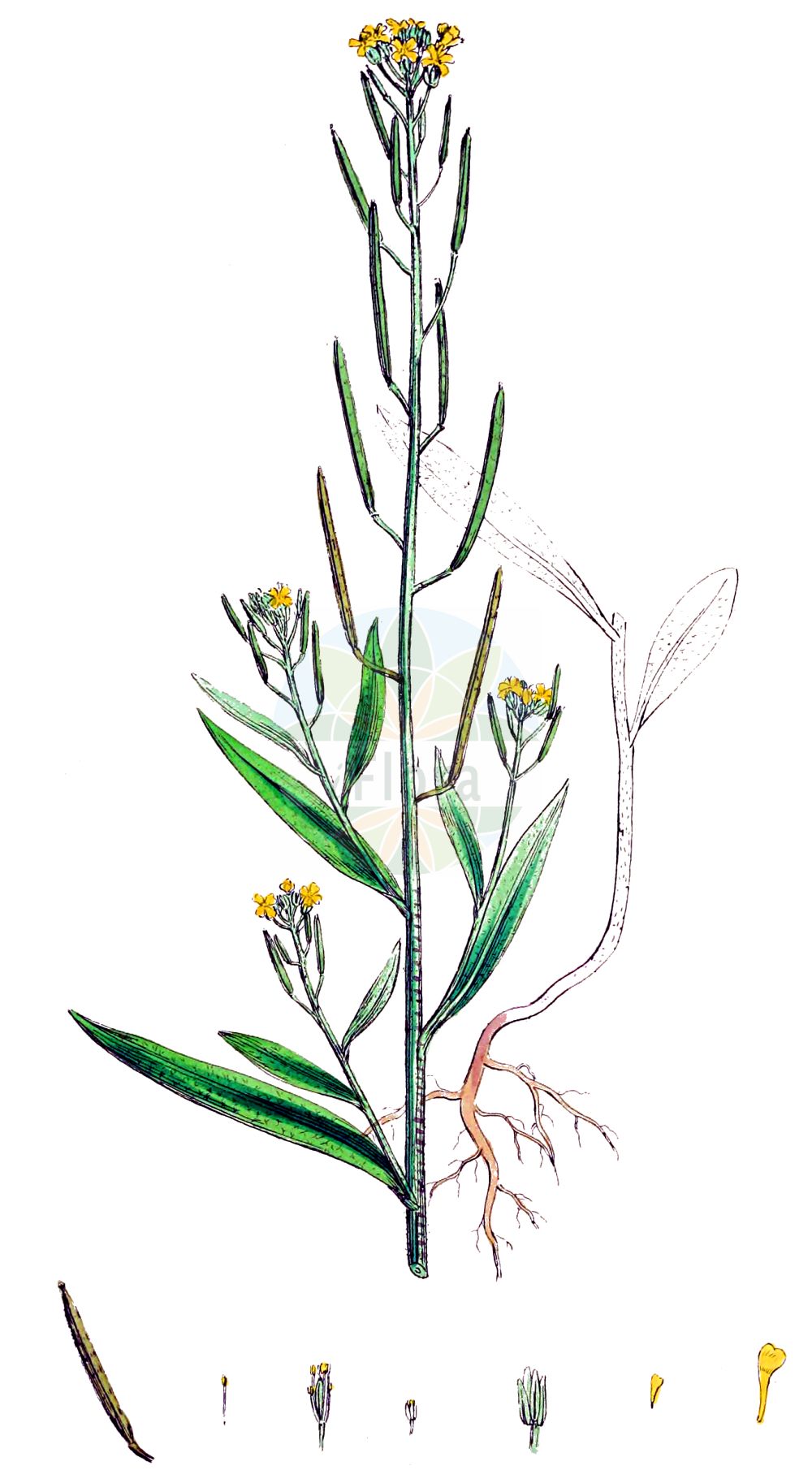 Historische Abbildung von Erysimum cheiranthoides (Acker-Schöterich - Treacle-mustard). Das Bild zeigt Blatt, Bluete, Frucht und Same. ---- Historical Drawing of Erysimum cheiranthoides (Acker-Schöterich - Treacle-mustard). The image is showing leaf, flower, fruit and seed.(Erysimum cheiranthoides,Acker-Schöterich,Treacle-mustard,Erysimum cheiranthoides,Acker-Schoeterich,Acker-Schotendotter,Treacle-mustard,Wormseed Wallflower,Wallflower Mustard,Wormseed Mustard,Erysimum,Schöterich,Wallflower,Brassicaceae,Kreuzblütler,Cabbage family,Blatt,Bluete,Frucht,Same,leaf,flower,fruit,seed,Sowerby (1790-1813))