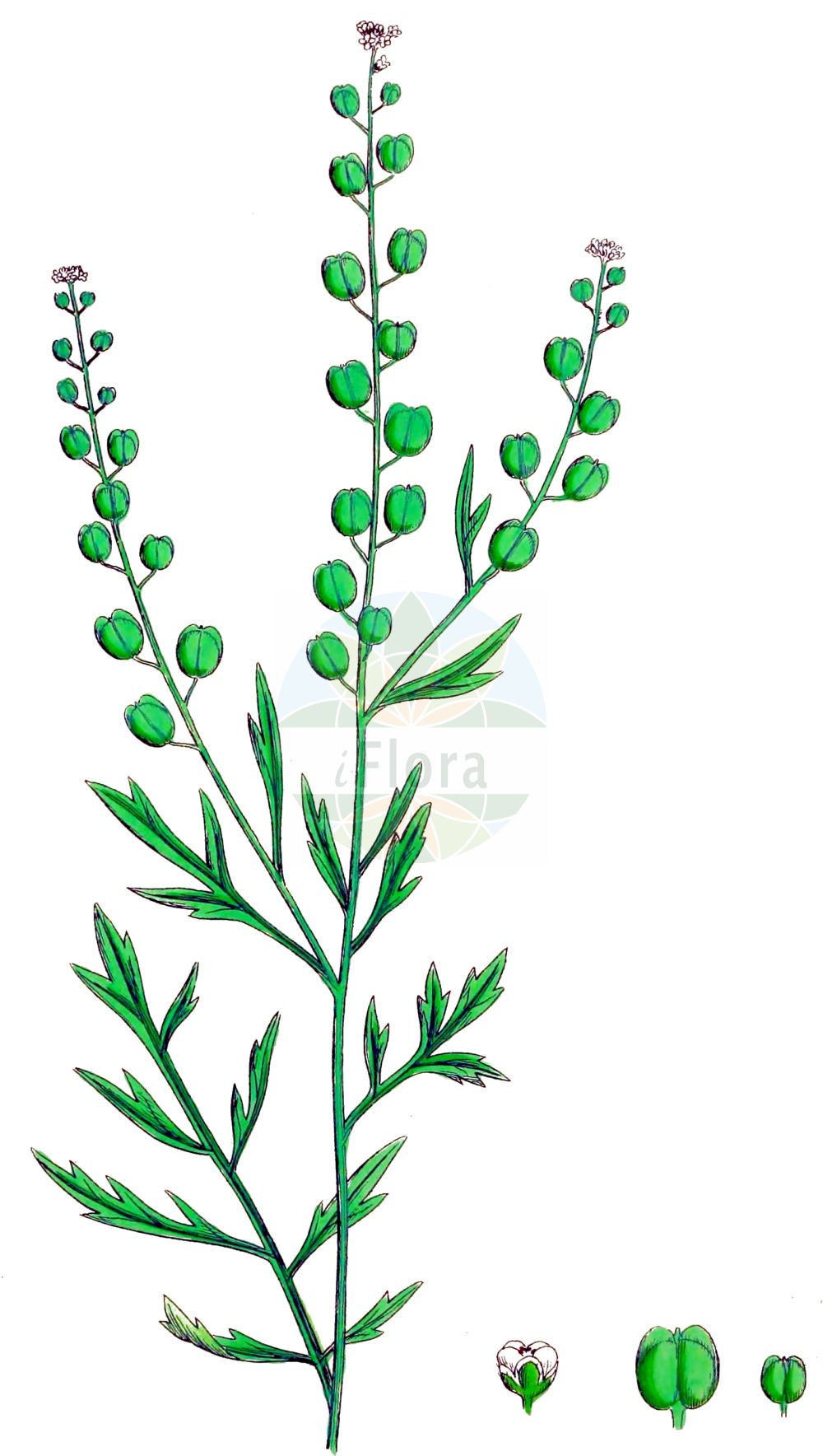 Historische Abbildung von Lepidium sativum (Garten-Kresse - Garden Cress). Das Bild zeigt Blatt, Bluete, Frucht und Same. ---- Historical Drawing of Lepidium sativum (Garten-Kresse - Garden Cress). The image is showing leaf, flower, fruit and seed.(Lepidium sativum,Garten-Kresse,Garden Cress,Lepidium sativum,Nasturtium crispum,Garten-Kresse,Garden Cress,Gardencress Pepperweed,Peppergrass,Lepidium,Kresse,Pepperweed,Brassicaceae,Kreuzblütler,Cabbage family,Blatt,Bluete,Frucht,Same,leaf,flower,fruit,seed,Sowerby (1790-1813))