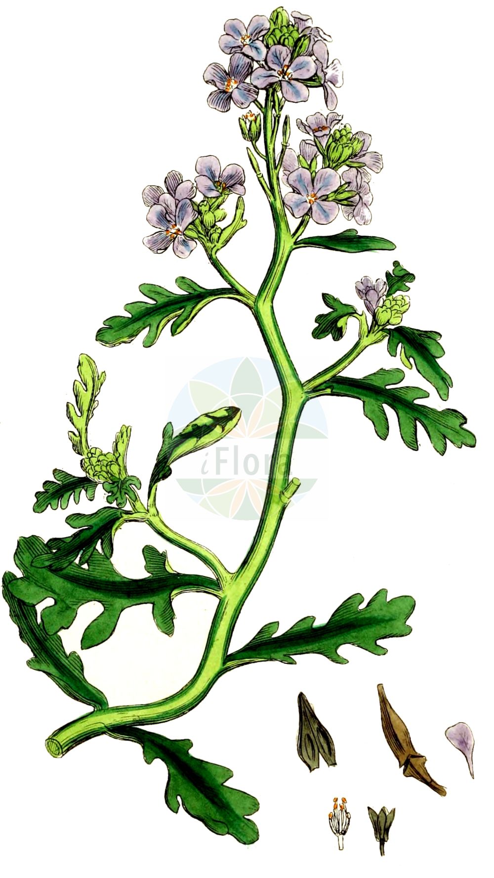Historische Abbildung von Cakile maritima (Europäischer Meersenf - Sea Rocket). Das Bild zeigt Blatt, Bluete, Frucht und Same. ---- Historical Drawing of Cakile maritima (Europäischer Meersenf - Sea Rocket). The image is showing leaf, flower, fruit and seed.(Cakile maritima,Europäischer Meersenf,Sea Rocket,Bunias cakile,Cakile aegyptiaca,Cakile aegyptica,Cakile hispanica,Cakile littoralis,Cakile maritima,Cakile monosperma,Pteroneurum bipinnatum,Europaeischer Meersenf,Baltischer Meersenf,Sea Rocket,European Sea Rocket,Cakile,Meersenf,Searocket,Brassicaceae,Kreuzblütler,Cabbage family,Blatt,Bluete,Frucht,Same,leaf,flower,fruit,seed,Sowerby (1790-1813))