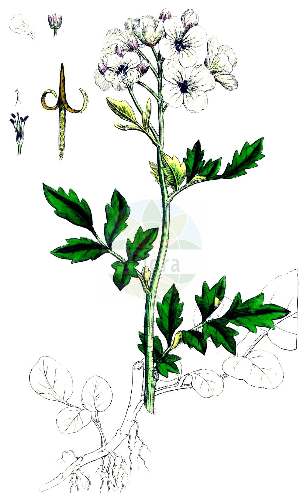 Historische Abbildung von Cardamine amara (Bitteres Schaumkraut - Large Bitter-cress). Das Bild zeigt Blatt, Bluete, Frucht und Same. ---- Historical Drawing of Cardamine amara (Bitteres Schaumkraut - Large Bitter-cress). The image is showing leaf, flower, fruit and seed.(Cardamine amara,Bitteres Schaumkraut,Large Bitter-cress,Cardamine amara,Bitteres Schaumkraut,Bittere Kresse,Large Bitter-cress,Common Bittercress,Large-flowered Bittercress,Cardamine,Schaumkraut,Bittercress,Brassicaceae,Kreuzblütler,Cabbage family,Blatt,Bluete,Frucht,Same,leaf,flower,fruit,seed,Sowerby (1790-1813))