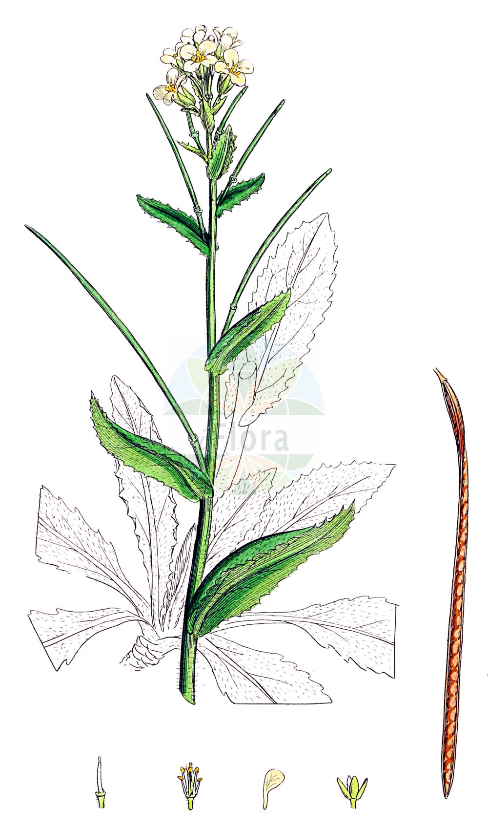 Historische Abbildung von Pseudoturritis turrita (Turm-Gänsekresse - Tower Cress). Das Bild zeigt Blatt, Bluete, Frucht und Same. ---- Historical Drawing of Pseudoturritis turrita (Turm-Gänsekresse - Tower Cress). The image is showing leaf, flower, fruit and seed.(Pseudoturritis turrita,Turm-Gänsekresse,Tower Cress,Arabis turrita,Pseudoturritis turrita,Turm-Gaensekresse,Bogenfrucht-Gaensekresse,Tower Cress,Tower Rockcress,Pseudoturritis,Turmkraut,Tower Cress,Brassicaceae,Kreuzblütler,Cabbage family,Blatt,Bluete,Frucht,Same,leaf,flower,fruit,seed,Sowerby (1790-1813))