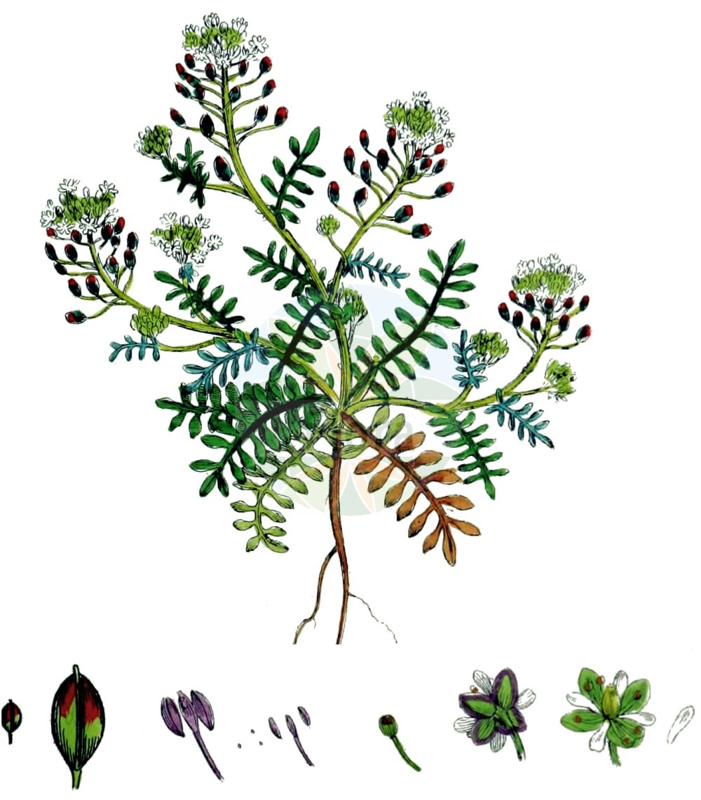 Historische Abbildung von Hornungia petraea (Kleine Felskresse - Hutchinsia). Das Bild zeigt Blatt, Bluete, Frucht und Same. ---- Historical Drawing of Hornungia petraea (Kleine Felskresse - Hutchinsia). The image is showing leaf, flower, fruit and seed.(Hornungia petraea,Kleine Felskresse,Hutchinsia,Hornungia petraea,Hornungia petraea (L.) Rchb.,Hutchinsia petraea,Lepidium petraeum,Kleine Felskresse,Stein-Kresse,Zwerg-Steppenkresse,Hutchinsia,Chamois Cress,Rock Hutchinsia,Hornungia,Felskresse,Hornungia,Brassicaceae,Kreuzblütler,Cabbage family,Blatt,Bluete,Frucht,Same,leaf,flower,fruit,seed,Sowerby (1790-1813))