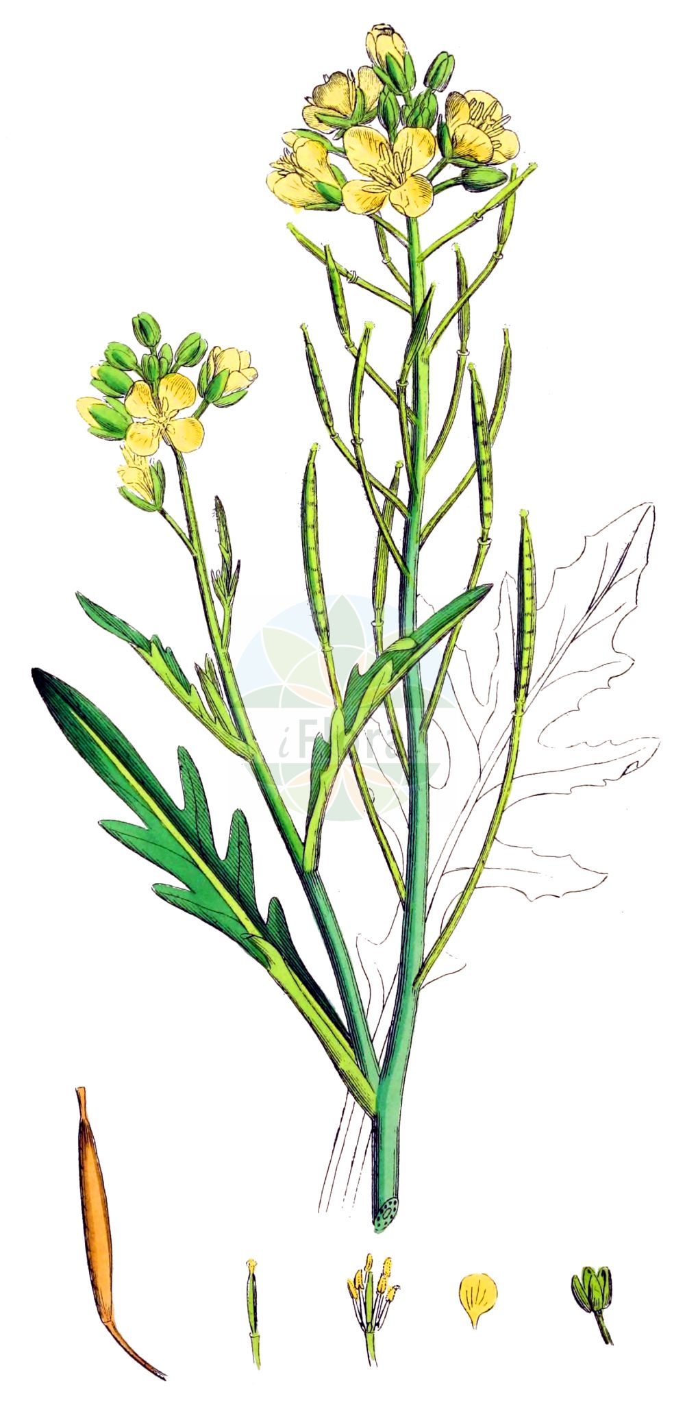 Historische Abbildung von Diplotaxis tenuifolia (Schmalblättriger Doppelsame - Perennial Wall-rocket). Das Bild zeigt Blatt, Bluete, Frucht und Same. ---- Historical Drawing of Diplotaxis tenuifolia (Schmalblättriger Doppelsame - Perennial Wall-rocket). The image is showing leaf, flower, fruit and seed.(Diplotaxis tenuifolia,Schmalblättriger Doppelsame,Perennial Wall-rocket,Diplotaxis tenuifolia,Sisymbrium tenuifolium,Schmalblaettriger Doppelsame,Schmalblaettrige Doppelrauke,Stinkrauke,Perennial Wall-rocket,Sand Rocket,Slim-leaf Wall Rocket,Wall Rocket,Diplotaxis,Doppelsame,Wallrocket,Brassicaceae,Kreuzblütler,Cabbage family,Blatt,Bluete,Frucht,Same,leaf,flower,fruit,seed,Sowerby (1790-1813))