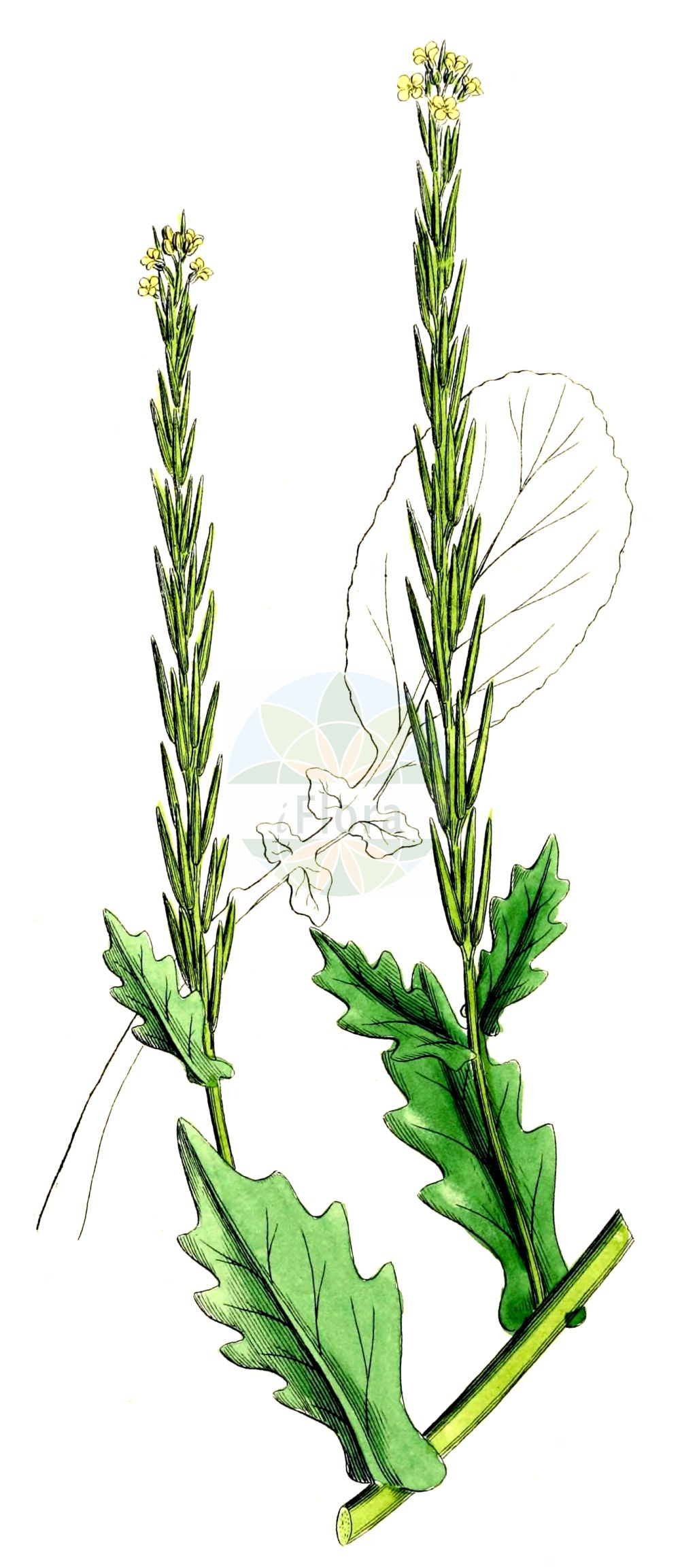 Historische Abbildung von Barbarea stricta (Steifes Barbarakraut - Small-flowered Winter-Cress). Das Bild zeigt Blatt, Bluete, Frucht und Same. ---- Historical Drawing of Barbarea stricta (Steifes Barbarakraut - Small-flowered Winter-Cress). The image is showing leaf, flower, fruit and seed.(Barbarea stricta,Steifes Barbarakraut,Small-flowered Winter-Cress,Barbarea stricta,Steifes Barbarakraut,Small-flowered Winter-Cress,Slender Wintercress,Barbarea,Barbarakraut,Wintercress,Brassicaceae,Kreuzblütler,Cabbage family,Blatt,Bluete,Frucht,Same,leaf,flower,fruit,seed,Sowerby (1790-1813))