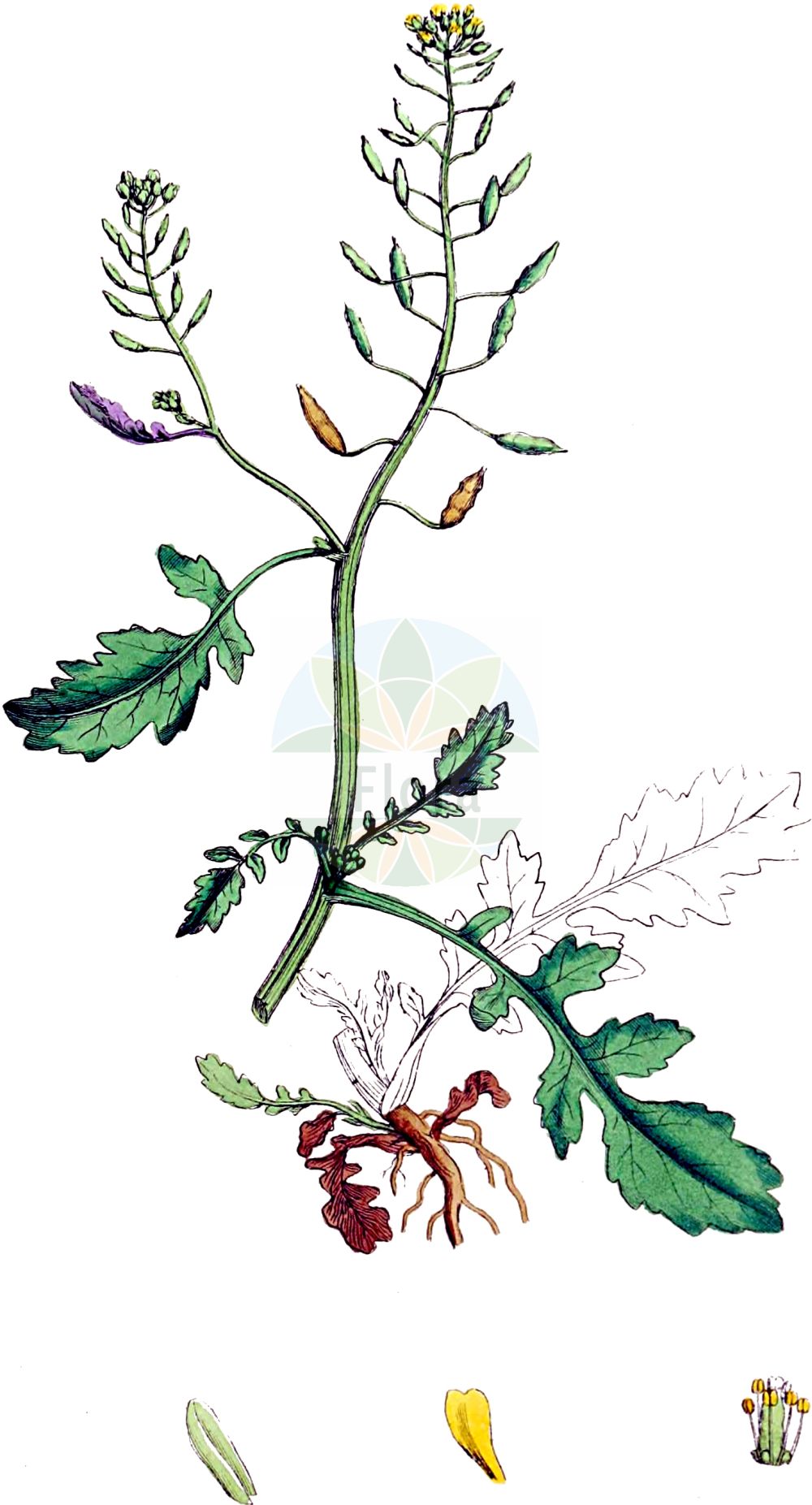 Historische Abbildung von Rorippa palustris (Gewöhnliche Sumpfkresse - Marsh Yellow-cress). Das Bild zeigt Blatt, Bluete, Frucht und Same. ---- Historical Drawing of Rorippa palustris (Gewöhnliche Sumpfkresse - Marsh Yellow-cress). The image is showing leaf, flower, fruit and seed.(Rorippa palustris,Gewöhnliche Sumpfkresse,Marsh Yellow-cress,Nasturtium palustre,Rorippa palustris,Rorippa palustris (L.) Besser,Sisymbrium amphibium var. palustre,Gewoehnliche Sumpfkresse,Marsh Yellow-cress,Bog Yellowcress,Northern Marshcress,Northern Yellowcress,Rorippa,Sumpfkresse,Yellowcress,Brassicaceae,Kreuzblütler,Cabbage family,Blatt,Bluete,Frucht,Same,leaf,flower,fruit,seed,Sowerby (1790-1813))