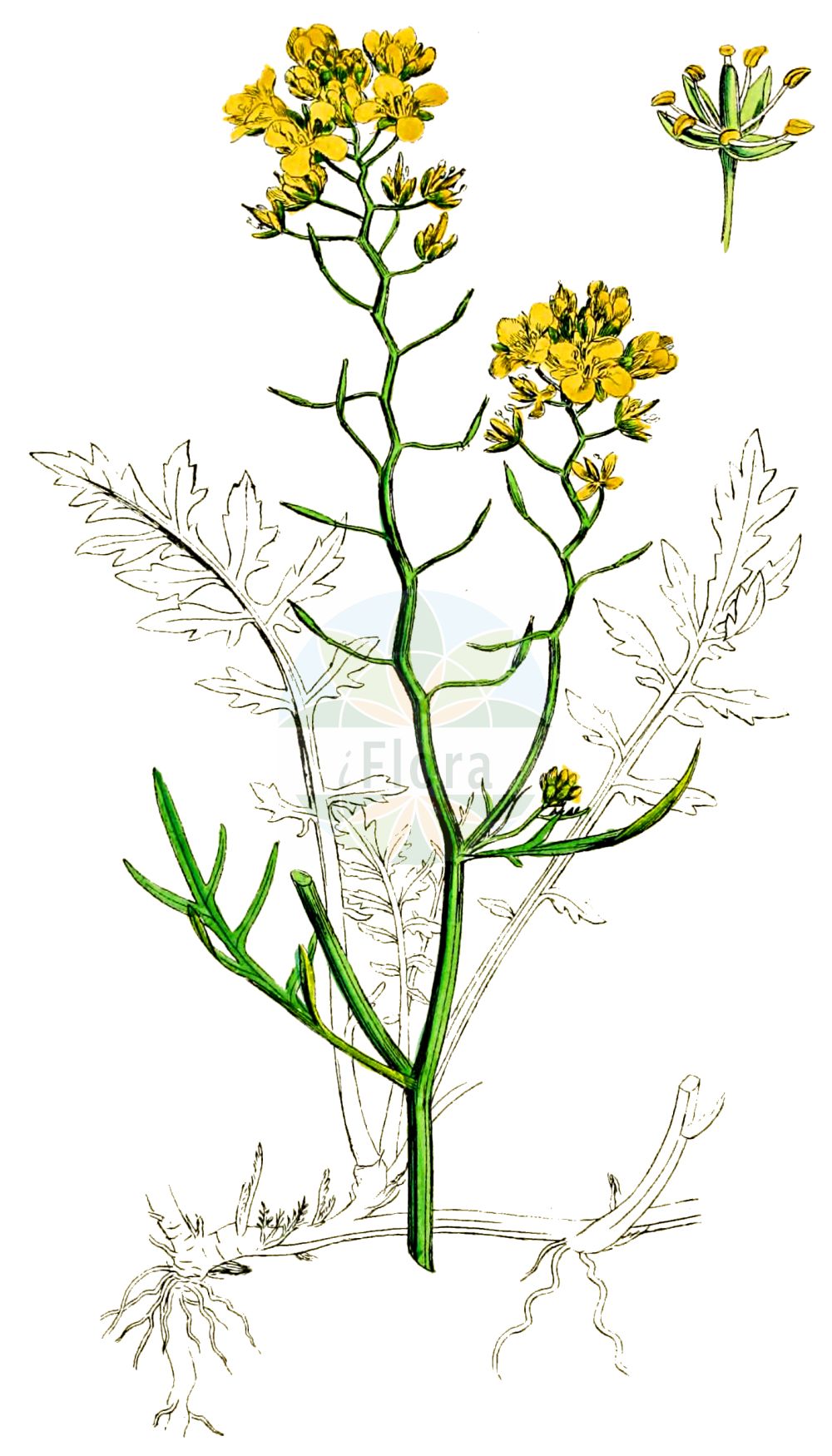 Historische Abbildung von Rorippa sylvestris (Wilde Sumpfkresse - Creeping Yellow-cress). Das Bild zeigt Blatt, Bluete, Frucht und Same. ---- Historical Drawing of Rorippa sylvestris (Wilde Sumpfkresse - Creeping Yellow-cress). The image is showing leaf, flower, fruit and seed.(Rorippa sylvestris,Wilde Sumpfkresse,Creeping Yellow-cress,Nasturtium rivulare,Nasturtium sylvestre,Radicula sylvestris,Rorippa rivularis,Rorippa sylvestris,Sisymbrium sylvestre,Wilde Sumpfkresse,Creeping Yellow-cress,Keek,Yellow Fieldcress,Rorippa,Sumpfkresse,Yellowcress,Brassicaceae,Kreuzblütler,Cabbage family,Blatt,Bluete,Frucht,Same,leaf,flower,fruit,seed,Sowerby (1790-1813))