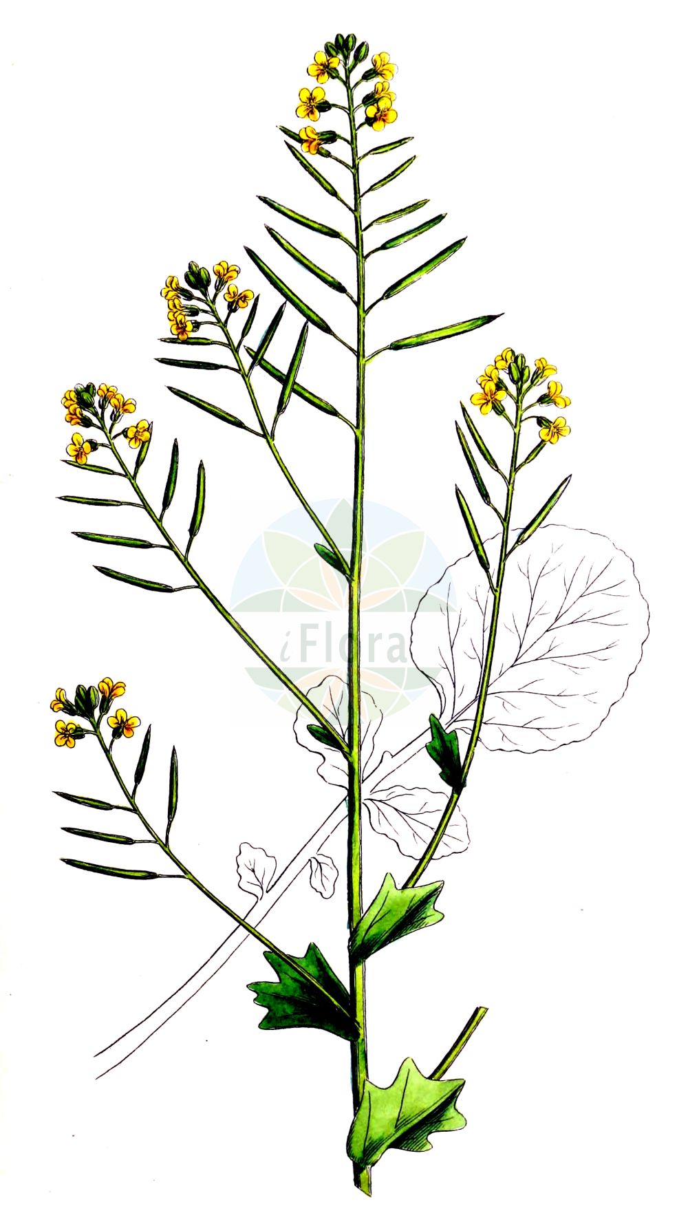 Historische Abbildung von Barbarea vulgaris subsp. arcuata (Krummfrüchtiges Barbarakraut - Bitter Wintercress). Das Bild zeigt Blatt, Bluete, Frucht und Same. ---- Historical Drawing of Barbarea vulgaris subsp. arcuata (Krummfrüchtiges Barbarakraut - Bitter Wintercress). The image is showing leaf, flower, fruit and seed.(Barbarea vulgaris subsp. arcuata,Krummfrüchtiges Barbarakraut,Bitter Wintercress,Barbarea vulgaris var. arcuata,Krummfruechtiges Barbarakraut,Bitter Wintercress,Common Wintercress,Common Yellow Rocket,Garden Yellow Rocket,Upland Cress,Wintercress,Yellow Rocket,Barbarea,Barbarakraut,Wintercress,Brassicaceae,Kreuzblütler,Cabbage family,Blatt,Bluete,Frucht,Same,leaf,flower,fruit,seed,Sowerby (1790-1813))