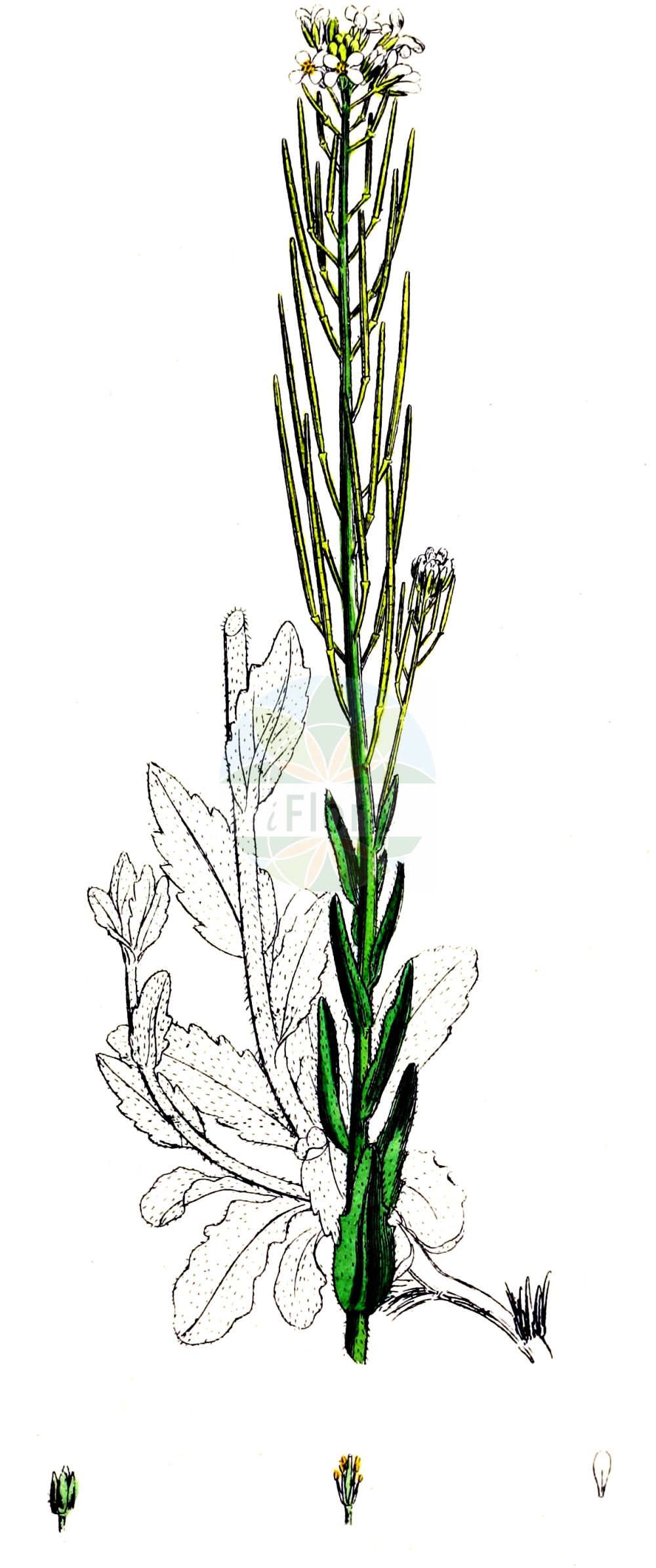 Historische Abbildung von Arabis sagittata (Pfeilblättrige Gänsekresse - Arrowleaf Rockcress). Das Bild zeigt Blatt, Bluete, Frucht und Same. ---- Historical Drawing of Arabis sagittata (Pfeilblättrige Gänsekresse - Arrowleaf Rockcress). The image is showing leaf, flower, fruit and seed.(Arabis sagittata,Pfeilblättrige Gänsekresse,Arrowleaf Rockcress,Arabis sagittata,Turritis sagittata,Pfeilblaettrige Gaensekresse,Arrowleaf Rockcress,Arabis,Gänsekresse,Rockcress,Brassicaceae,Kreuzblütler,Cabbage family,Blatt,Bluete,Frucht,Same,leaf,flower,fruit,seed,Sowerby (1790-1813))