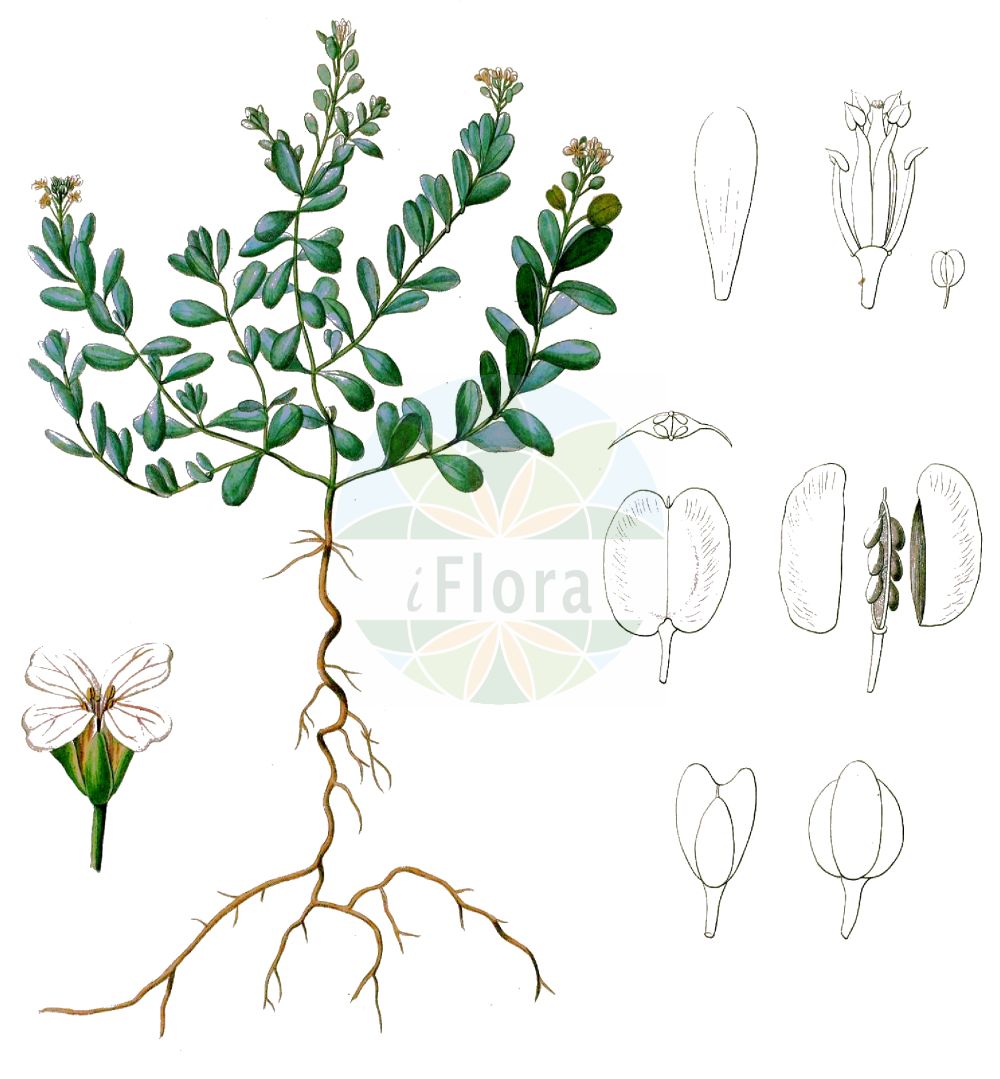 Historische Abbildung von Aethionema saxatile (Alpen-Steintäschel - Burnt Candytuft). Das Bild zeigt Blatt, Bluete, Frucht und Same. ---- Historical Drawing of Aethionema saxatile (Alpen-Steintäschel - Burnt Candytuft). The image is showing leaf, flower, fruit and seed.(Aethionema saxatile,Alpen-Steintäschel,Burnt Candytuft,Aethionema almijarense,Aethionema banaticum,Aethionema creticum,Aethionema gracile,Aethionema pyrenaicum,Aethionema saxatile,Aethionema subcapitatum,Thlaspi saxatile,Alpen-Steintaeschel,Felsen-Steintaeschel,Burnt Candytuft,Aethionema,Steintäschel,Candytuft,Brassicaceae,Kreuzblütler,Cabbage family,Blatt,Bluete,Frucht,Same,leaf,flower,fruit,seed)