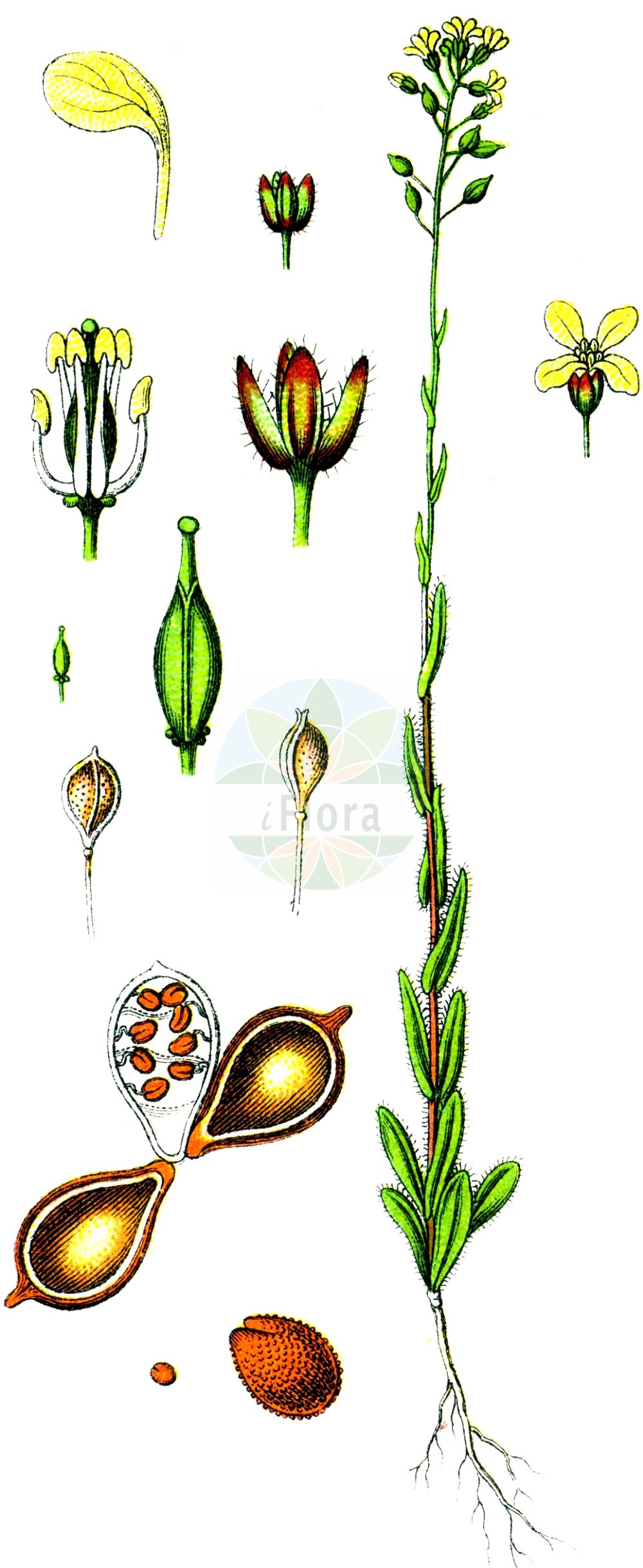 Historische Abbildung von Camelina sativa (Saat-Leindotter - Gold-of-Pleasure). Das Bild zeigt Blatt, Bluete, Frucht und Same. ---- Historical Drawing of Camelina sativa (Saat-Leindotter - Gold-of-Pleasure). The image is showing leaf, flower, fruit and seed.(Camelina sativa,Saat-Leindotter,Gold-of-Pleasure,Camelina caucasica,Camelina glabrata,Camelina sativa,Camelina sativa (L.) Crantz,Myagrum sativum,Saat-Leindotter,Saat-Leindotter,Gold-of-Pleasure,Large-seed False Flax,Camelina,Leindotter,False Flax,Brassicaceae,Kreuzblütler,Cabbage family,Blatt,Bluete,Frucht,Same,leaf,flower,fruit,seed,Sturm (1796f))