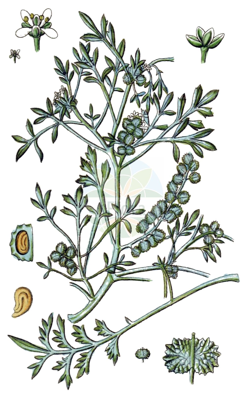 Historische Abbildung von Lepidium coronopus (Niederliegender Krähenfuß - Swine-cress). Das Bild zeigt Blatt, Bluete, Frucht und Same. ---- Historical Drawing of Lepidium coronopus (Niederliegender Krähenfuß - Swine-cress). The image is showing leaf, flower, fruit and seed.(Lepidium coronopus,Niederliegender Krähenfuß,Swine-cress,Coronopus procumbens,Coronopus ruelli,Coronopus ruellii,Coronopus squamatus,Coronopus verrucarius,Lepidium coronopus,Lepidium squamatum,Senebiera coronopus,Niederliegender Kraehenfuss,Gewoehnlicher Kraehenfuss,Swine-cress,Greater Swinecress,Lepidium,Kresse,Pepperweed,Brassicaceae,Kreuzblütler,Cabbage family,Blatt,Bluete,Frucht,Same,leaf,flower,fruit,seed,Sturm (1796f))