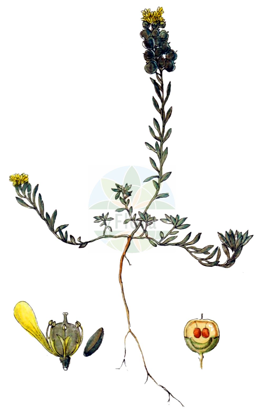 Historische Abbildung von Lobularia maritima (Strand-Silberkraut - Sweet Alison). Das Bild zeigt Blatt, Bluete, Frucht und Same. ---- Historical Drawing of Lobularia maritima (Strand-Silberkraut - Sweet Alison). The image is showing leaf, flower, fruit and seed.(Lobularia maritima,Strand-Silberkraut,Sweet Alison,Alyssum halimifolium,Alyssum maritimum,Clypeola maritima,Koniga maritima,Lobularia maritima,Lobularia strigulosa,Ptilotrichum strigulosum,Strand-Silberkraut,Sweet Alison,Sea-side Madwort,Sweet Alyssum,Lobularia,Silberkraut,Brassicaceae,Kreuzblütler,Cabbage family,Blatt,Bluete,Frucht,Same,leaf,flower,fruit,seed,Sturm (1796f))