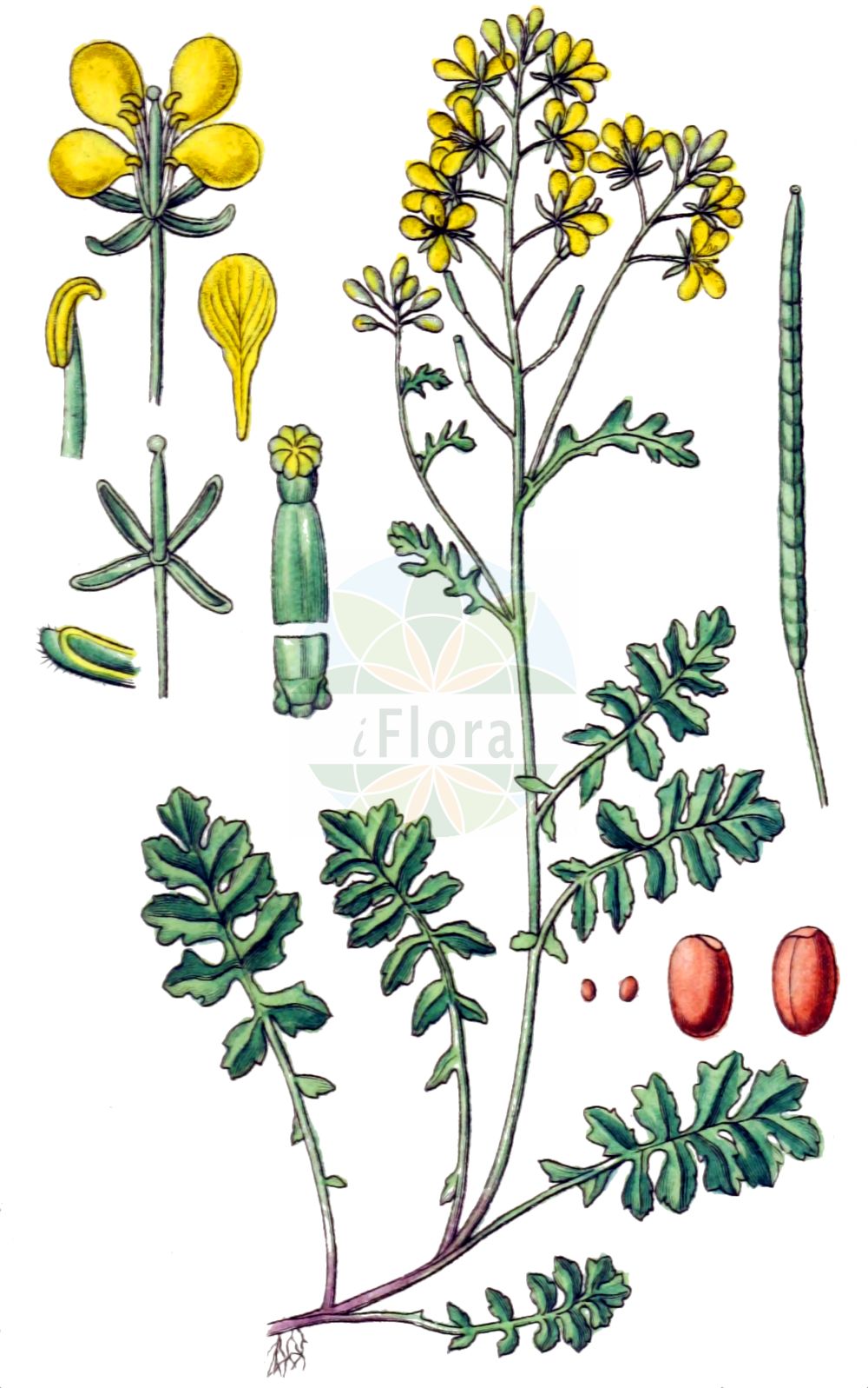 Historische Abbildung von Erucastrum nasturtiifolium (Stumpfkantige Hundsrauke - Watercress-leaved Rocket). Das Bild zeigt Blatt, Bluete, Frucht und Same. ---- Historical Drawing of Erucastrum nasturtiifolium (Stumpfkantige Hundsrauke - Watercress-leaved Rocket). The image is showing leaf, flower, fruit and seed.(Erucastrum nasturtiifolium,Stumpfkantige Hundsrauke,Watercress-leaved Rocket,Brassica erucastrum,Brassica nasturtiifolia,Brassica nasturtiifolium,Brassica obtusangula,Erucastrum nasturtiifolium,Erucastrum obtusangulum,Hirschfeldia obtusangula,Sinapis nasturtiifolia,Sinapis subbipinnatifida,Stumpfkantige Hundsrauke,Watercress-leaved Rocket,Erucastrum,Hundsrauke,Dogmustard,Brassicaceae,Kreuzblütler,Cabbage family,Blatt,Bluete,Frucht,Same,leaf,flower,fruit,seed,Sturm (1796f))