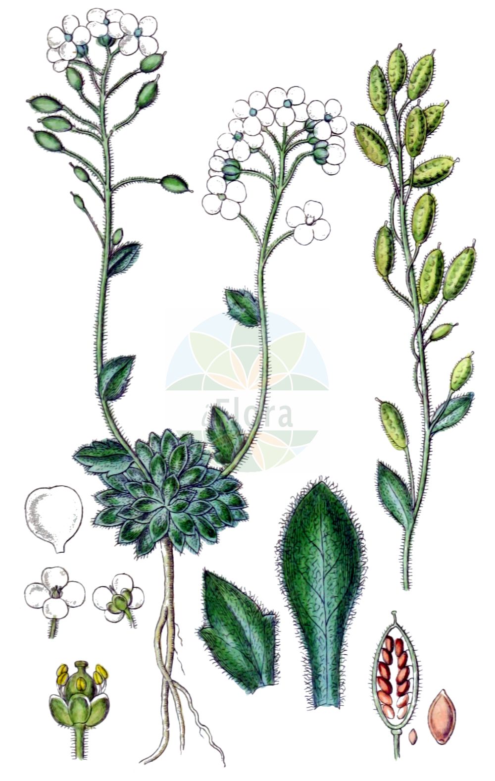 Historische Abbildung von Draba tomentosa (Filziges Felsenblümchen - Downy Whitlowgrass). Das Bild zeigt Blatt, Bluete, Frucht und Same. ---- Historical Drawing of Draba tomentosa (Filziges Felsenblümchen - Downy Whitlowgrass). The image is showing leaf, flower, fruit and seed.(Draba tomentosa,Filziges Felsenblümchen,Downy Whitlowgrass,Draba tomentosa,Filziges Felsenbluemchen,Downy Whitlowgrass,Draba,Felsenblümchen,Whitlowgrass,Brassicaceae,Kreuzblütler,Cabbage family,Blatt,Bluete,Frucht,Same,leaf,flower,fruit,seed,Sturm (1796f))
