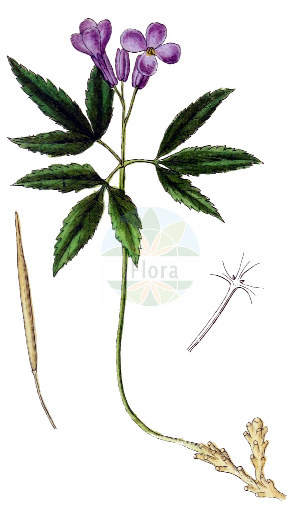 Historische Abbildung von Cardamine glanduligera. Das Bild zeigt Blatt, Bluete, Frucht und Same. ---- Historical Drawing of Cardamine glanduligera. The image is showing leaf, flower, fruit and seed.(Cardamine glanduligera,Cardamine glanduligera,Cardamine glandulosa,Dentaria glandulosa,Cardamine,Schaumkraut,Bittercress,Brassicaceae,Kreuzblütler,Cabbage family,Blatt,Bluete,Frucht,Same,leaf,flower,fruit,seed,Sturm (1796f))