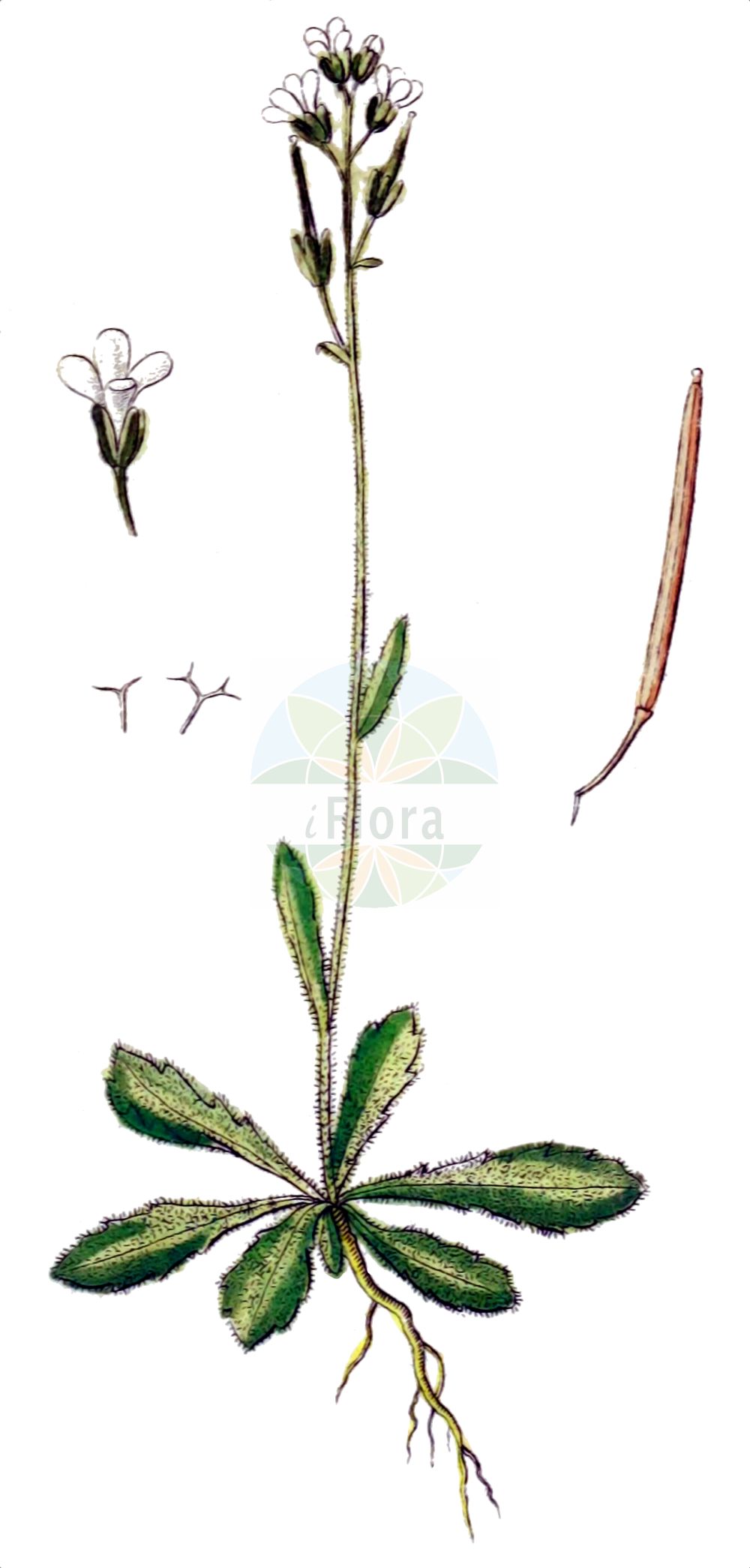 Historische Abbildung von Arabis scabra (Bristol Rock-cress). Das Bild zeigt Blatt, Bluete, Frucht und Same. ---- Historical Drawing of Arabis scabra (Bristol Rock-cress). The image is showing leaf, flower, fruit and seed.(Arabis scabra,Bristol Rock-cress,Arabis costae,Arabis scabra,Arabis stricta,Arabis,Gänsekresse,Rockcress,Brassicaceae,Kreuzblütler,Cabbage family,Blatt,Bluete,Frucht,Same,leaf,flower,fruit,seed,Sturm (1796f))