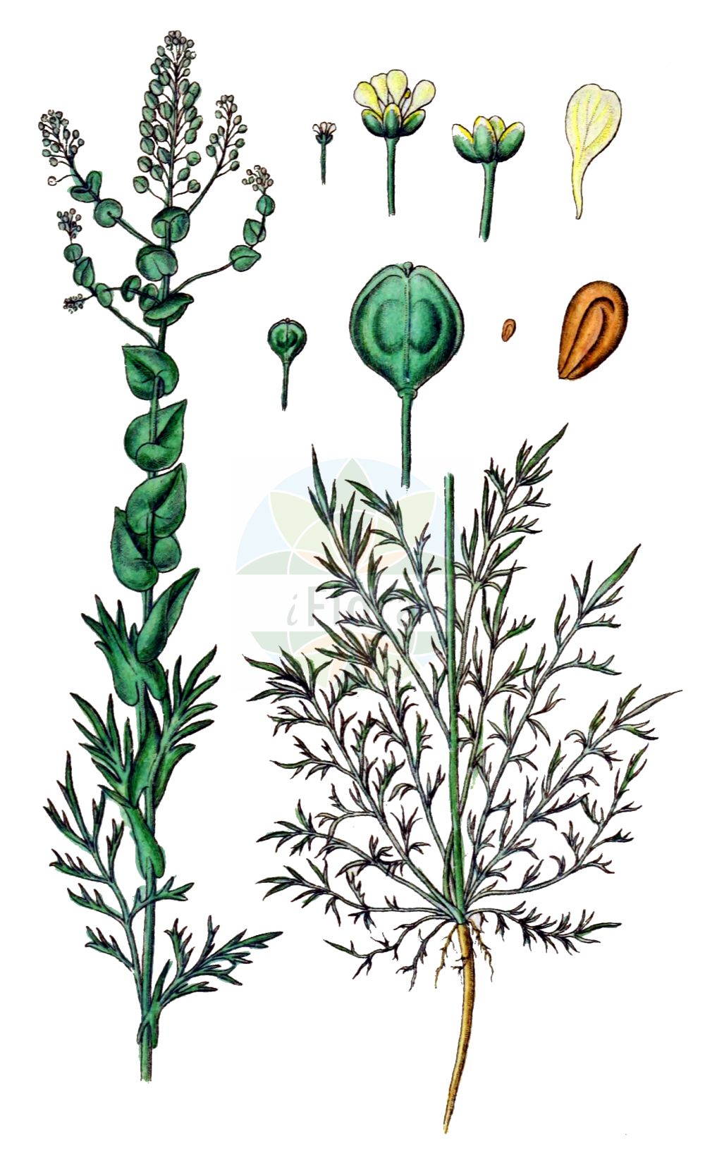 Historische Abbildung von Lepidium perfoliatum (Durchwachsenblättrige Kresse - Perfoliate Pepperwort). Das Bild zeigt Blatt, Bluete, Frucht und Same. ---- Historical Drawing of Lepidium perfoliatum (Durchwachsenblättrige Kresse - Perfoliate Pepperwort). The image is showing leaf, flower, fruit and seed.(Lepidium perfoliatum,Durchwachsenblättrige Kresse,Perfoliate Pepperwort,Lepidium perfoliatum,Durchwachsenblaettrige Kresse,Perfoliate Pepperwort,Clasping Pepperweed,Shieldweed,Yellow-flower Pepperweed,Lepidium,Kresse,Pepperweed,Brassicaceae,Kreuzblütler,Cabbage family,Blatt,Bluete,Frucht,Same,leaf,flower,fruit,seed,Sturm (1796f))