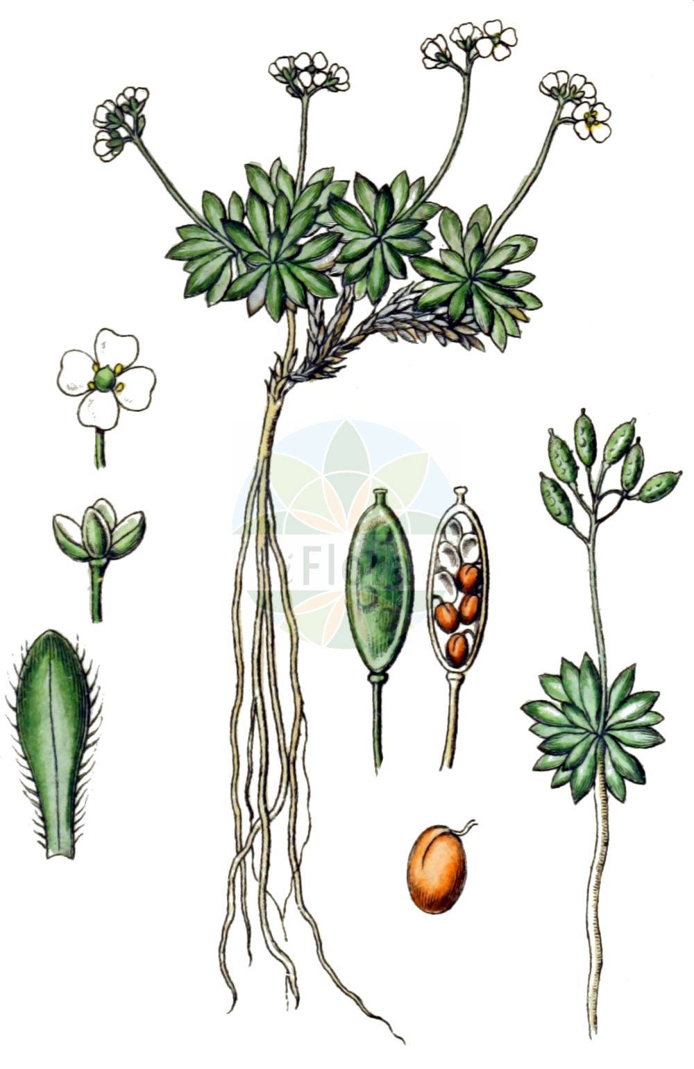 Historische Abbildung von Draba fladnizensis (Fladnitzer Felsenblümchen - Austrian Draba). Das Bild zeigt Blatt, Bluete, Frucht und Same. ---- Historical Drawing of Draba fladnizensis (Fladnitzer Felsenblümchen - Austrian Draba). The image is showing leaf, flower, fruit and seed.(Draba fladnizensis,Fladnitzer Felsenblümchen,Austrian Draba,Draba fladnizensis,Draba wahlenbergii,Fladnitzer Felsenbluemchen,Austrian Draba,Bald White Whitlowgrass,Milky Draba,Draba,Felsenblümchen,Whitlowgrass,Brassicaceae,Kreuzblütler,Cabbage family,Blatt,Bluete,Frucht,Same,leaf,flower,fruit,seed,Sturm (1796f))