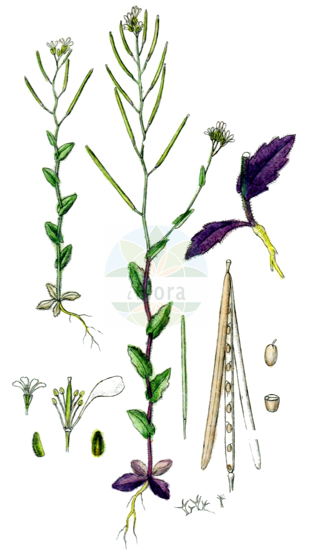 Historische Abbildung von Arabis auriculata (Öhrchen-Gänsekresse - Annual Rockcress). Das Bild zeigt Blatt, Bluete, Frucht und Same. ---- Historical Drawing of Arabis auriculata (Öhrchen-Gänsekresse - Annual Rockcress). The image is showing leaf, flower, fruit and seed.(Arabis auriculata,Öhrchen-Gänsekresse,Annual Rockcress,Arabis auriculata,Arabis cadmea,Arabis malinvaldiana,Arabis recta,Arabis sinaica,Öhrchen-Gaensekresse,Felsen-Gaensekresse,Annual Rockcress,Arabis,Gänsekresse,Rockcress,Brassicaceae,Kreuzblütler,Cabbage family,Blatt,Bluete,Frucht,Same,leaf,flower,fruit,seed,Sturm (1796f))