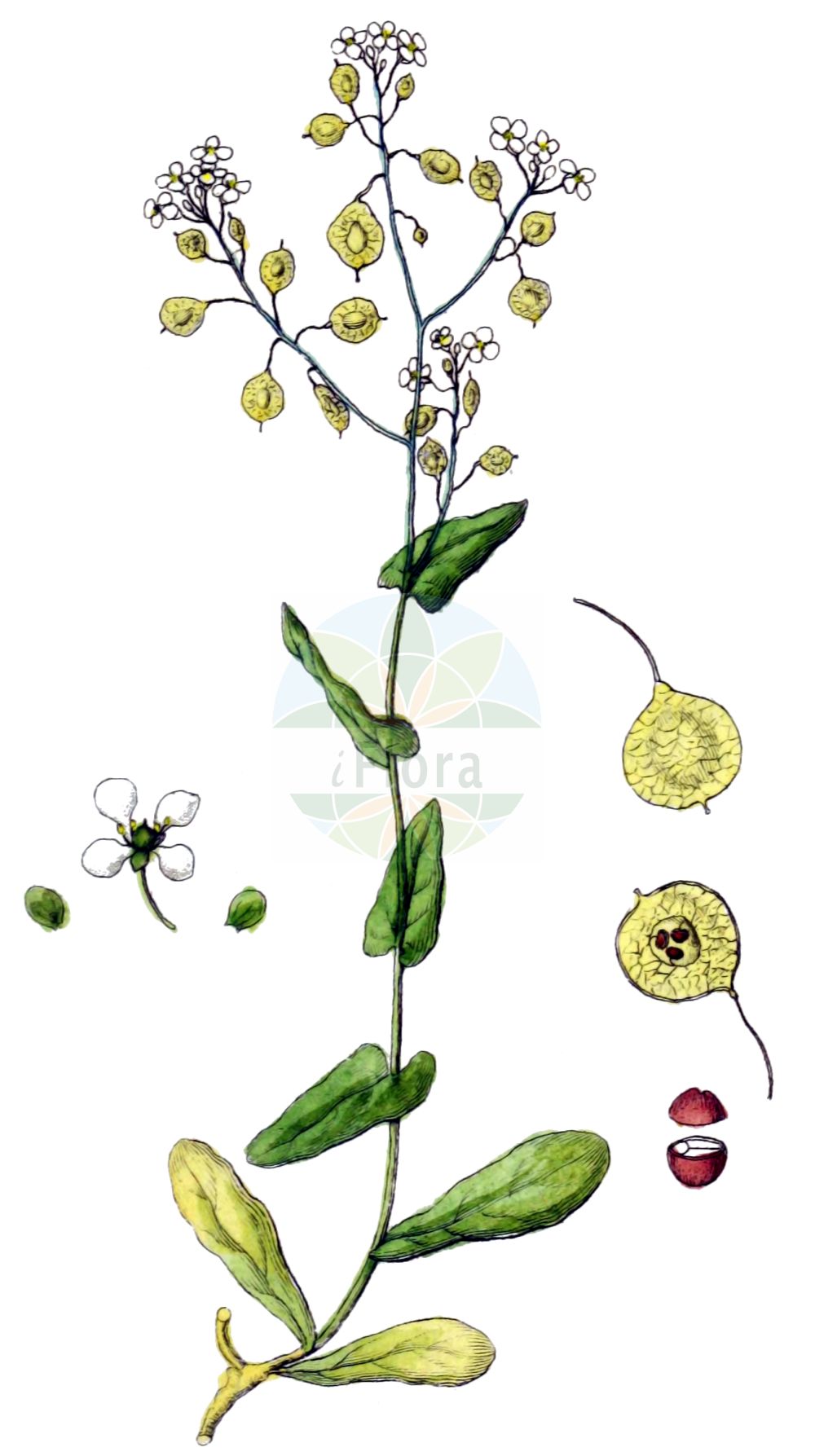 Historische Abbildung von Peltaria alliacea. Das Bild zeigt Blatt, Bluete, Frucht und Same. ---- Historical Drawing of Peltaria alliacea. The image is showing leaf, flower, fruit and seed.(Peltaria alliacea,Peltaria alliacea,Peltaria perennis,Peltaria,Brassicaceae,Kreuzblütler,Cabbage family,Blatt,Bluete,Frucht,Same,leaf,flower,fruit,seed,Sturm (1796f))