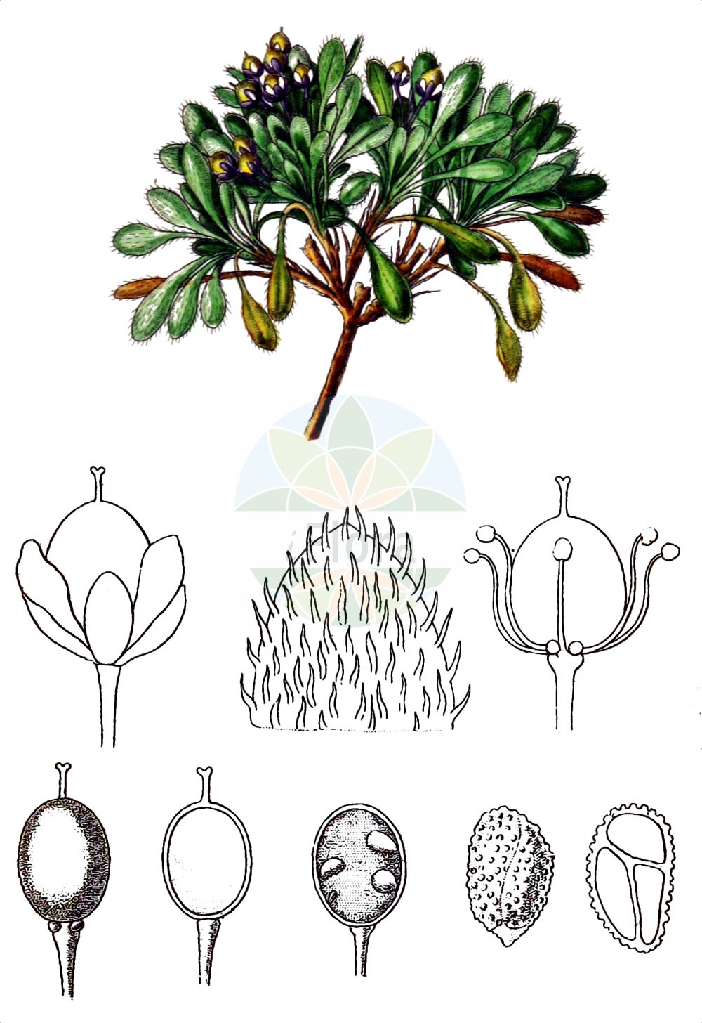 Historische Abbildung von Rhizobotrya alpina. Das Bild zeigt Blatt, Bluete, Frucht und Same. ---- Historical Drawing of Rhizobotrya alpina. The image is showing leaf, flower, fruit and seed.(Rhizobotrya alpina,Cochlearia brevicaulis,Kernera alpina,Rhizobotrya alpina,Rhizobotrya,Brassicaceae,Kreuzblütler,Cabbage family,Blatt,Bluete,Frucht,Same,leaf,flower,fruit,seed,Sturm (1796f))