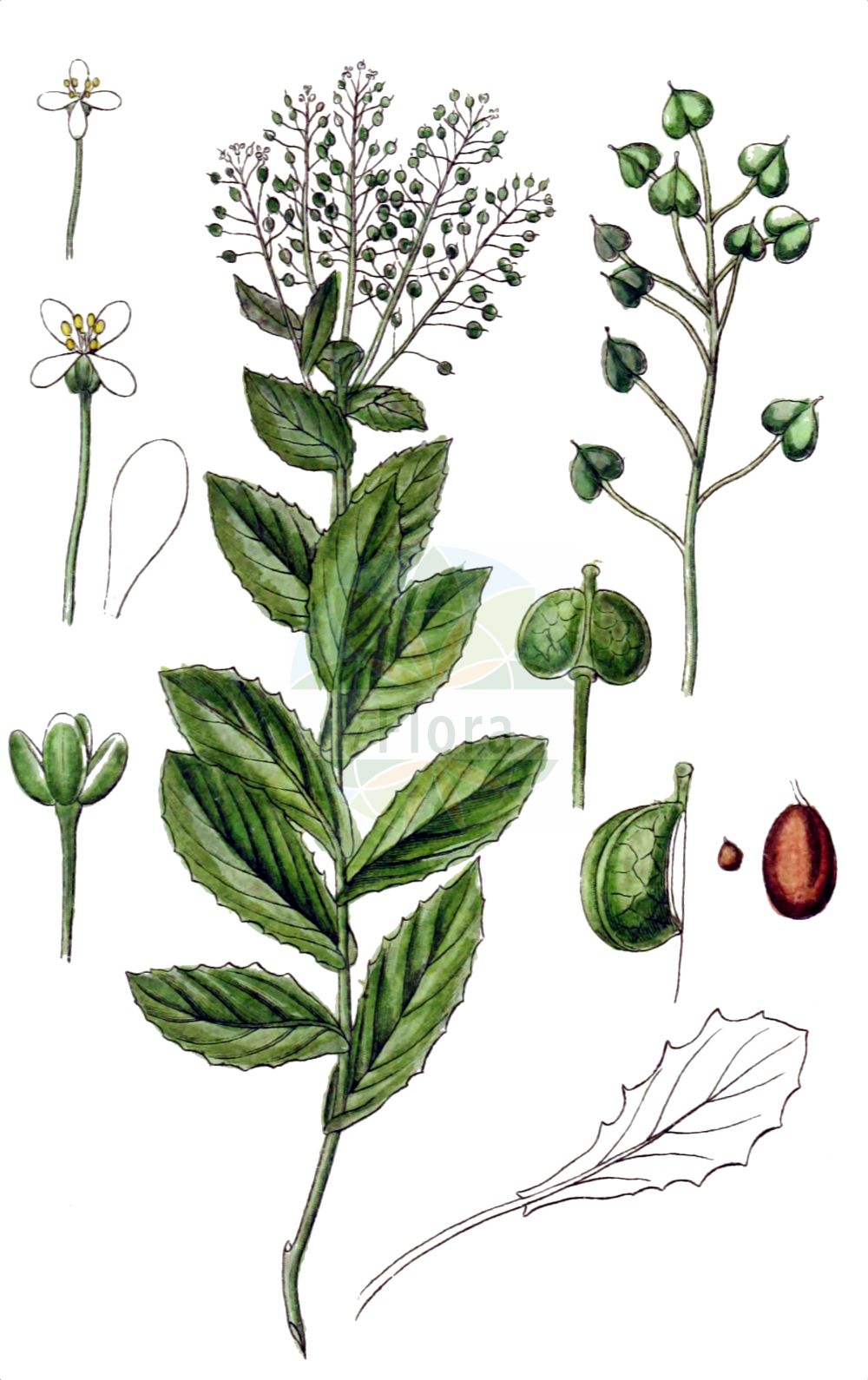 Historische Abbildung von Lepidium draba (Pfeilkresse - Hoary Cress). Das Bild zeigt Blatt, Bluete, Frucht und Same. ---- Historical Drawing of Lepidium draba (Pfeilkresse - Hoary Cress). The image is showing leaf, flower, fruit and seed.(Lepidium draba,Pfeilkresse,Hoary Cress,Cardaria draba,Lepidium draba,Pfeilkresse,Hoary Cress,Common Whitetop,Hoary Pepperwort,Whitetop,Whiteweed,Whitlow Pepperwort,Lepidium,Kresse,Pepperweed,Brassicaceae,Kreuzblütler,Cabbage family,Blatt,Bluete,Frucht,Same,leaf,flower,fruit,seed,Sturm (1796f))