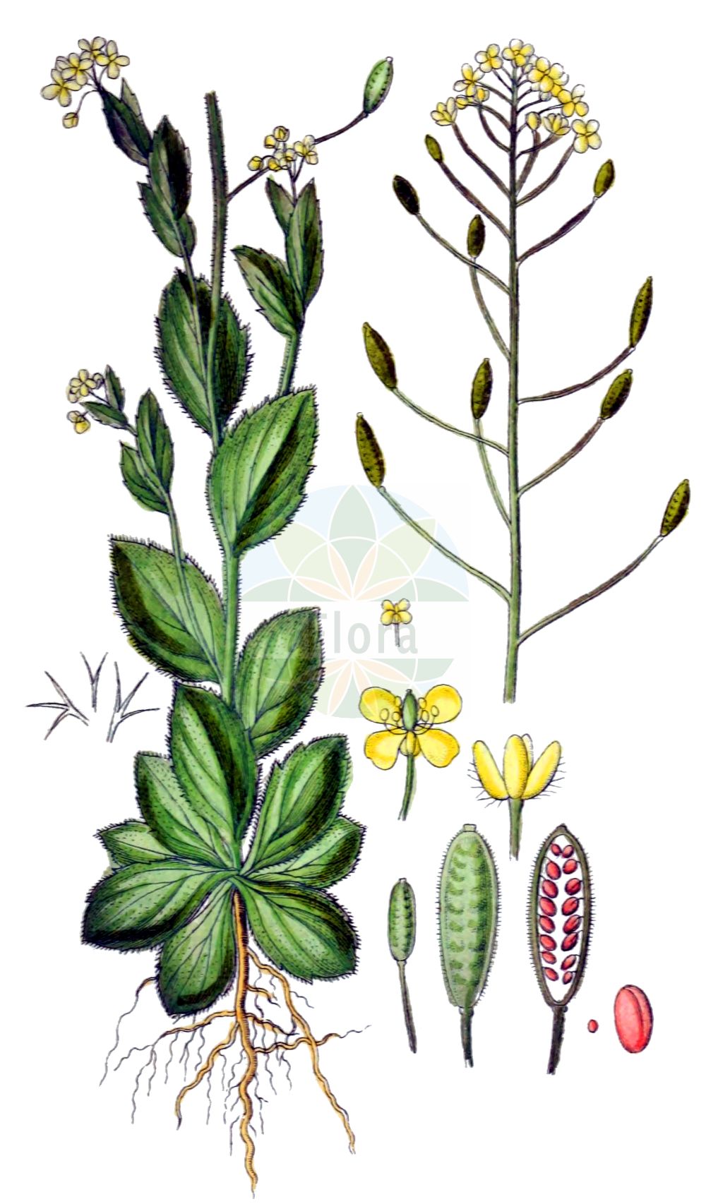 Historische Abbildung von Draba nemorosa (Hain-Felsenblümchen - Woodland Draba). Das Bild zeigt Blatt, Bluete, Frucht und Same. ---- Historical Drawing of Draba nemorosa (Hain-Felsenblümchen - Woodland Draba). The image is showing leaf, flower, fruit and seed.(Draba nemorosa,Hain-Felsenblümchen,Woodland Draba,Draba nemoralis,Draba nemorosa,Draba nemorosa L. var.,Draba nemorosa var. leiocarpa,Hain-Felsenbluemchen,Woodland Draba,Wood Whitlow Grass,Draba,Felsenblümchen,Whitlowgrass,Brassicaceae,Kreuzblütler,Cabbage family,Blatt,Bluete,Frucht,Same,leaf,flower,fruit,seed,Sturm (1796f))