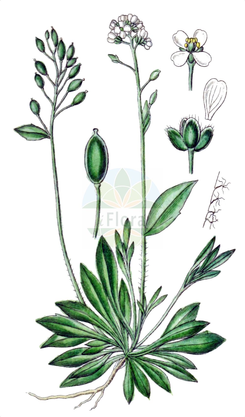 Historische Abbildung von Draba siliquosa (Kärntner Felsenblümchen - Carinthian Whitlowgrass). Das Bild zeigt Blatt, Bluete, Frucht und Same. ---- Historical Drawing of Draba siliquosa (Kärntner Felsenblümchen - Carinthian Whitlowgrass). The image is showing leaf, flower, fruit and seed.(Draba siliquosa,Kärntner Felsenblümchen,Carinthian Whitlowgrass,Draba carinthiaca,Draba carinthiaca Hoppe var.,Draba glabrata,Draba hoppei,Draba johannis,Draba siliquosa,Draba siliquosa M. Bieb.,Draba siliquosa var. glabrata,Kaerntner Felsenbluemchen,Carinthian Whitlowgrass,Starry Whitlowgrass,Draba,Felsenblümchen,Whitlowgrass,Brassicaceae,Kreuzblütler,Cabbage family,Blatt,Bluete,Frucht,Same,leaf,flower,fruit,seed,Sturm (1796f))